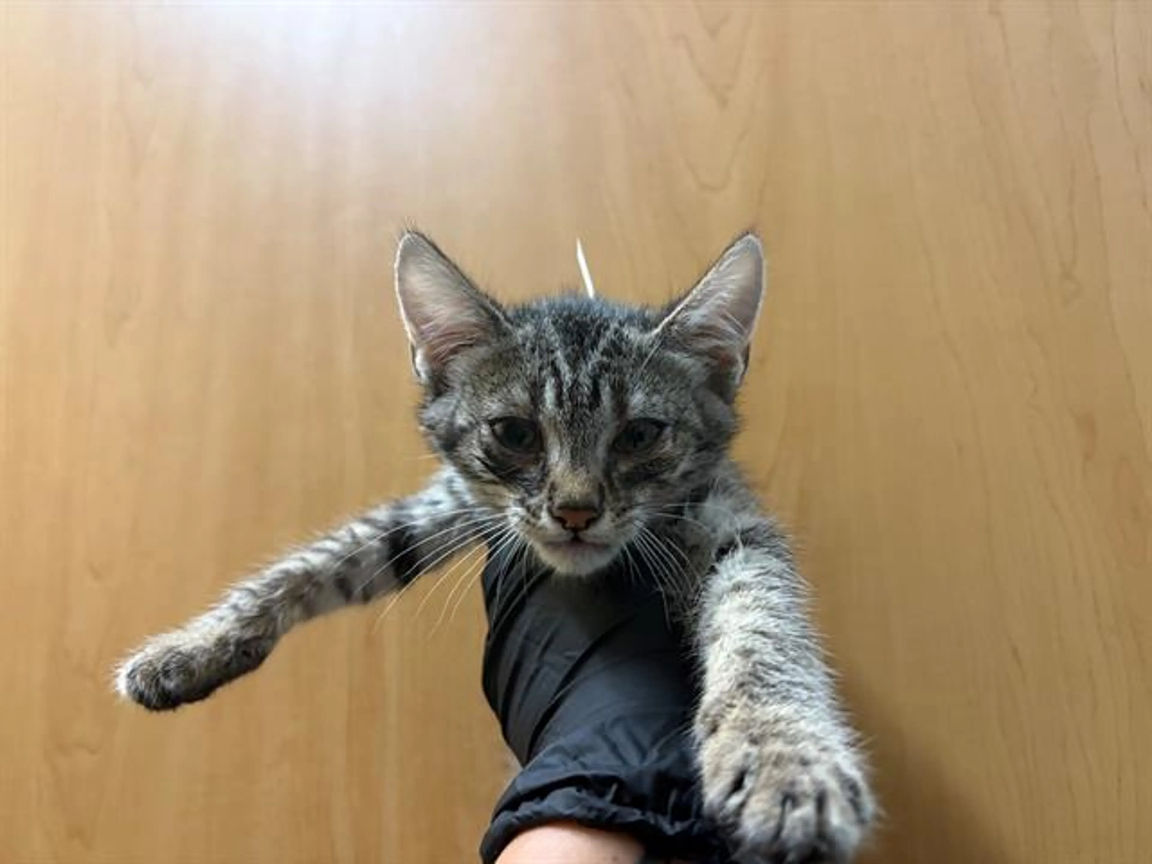 Found pet