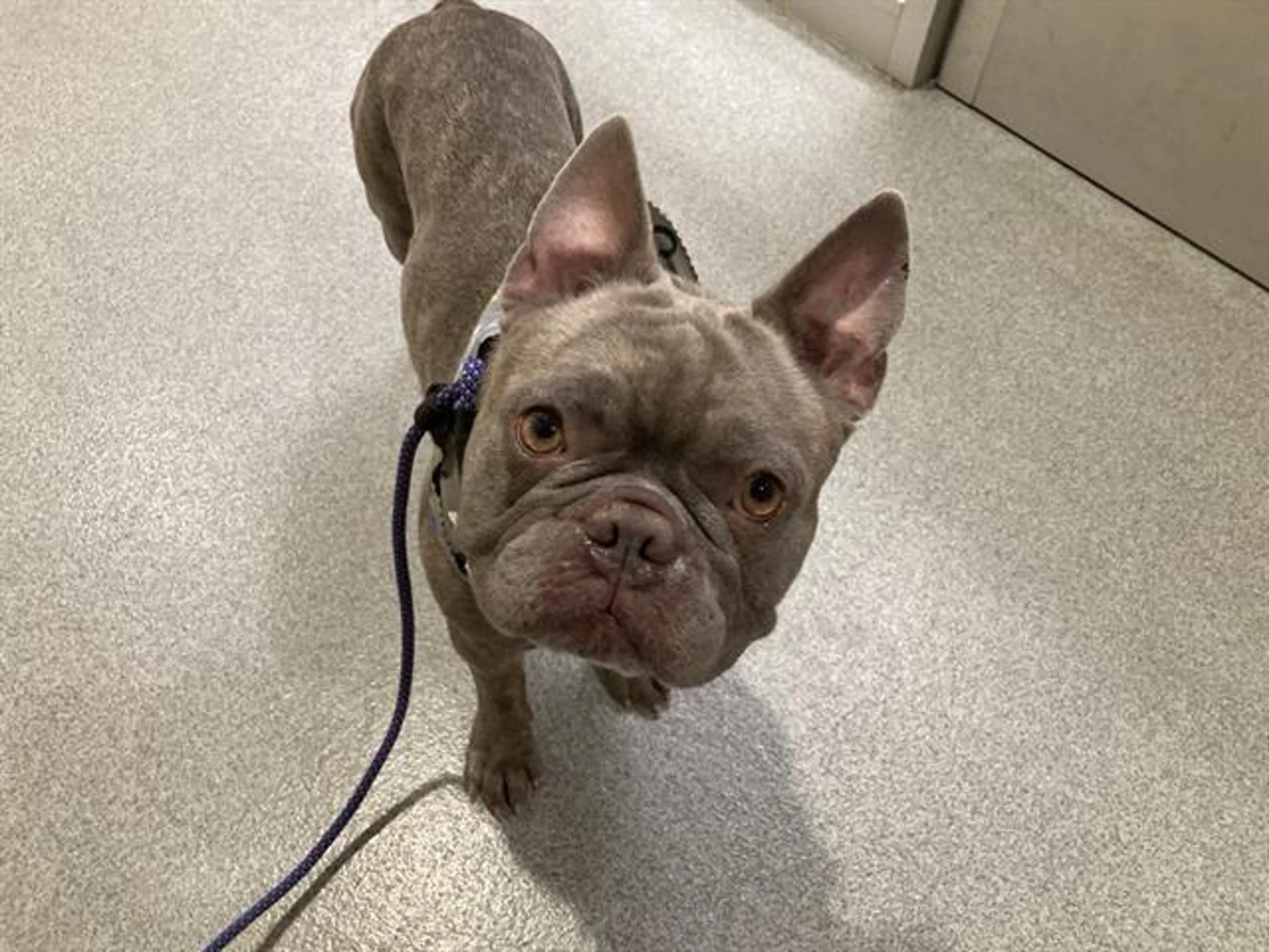 Found pet