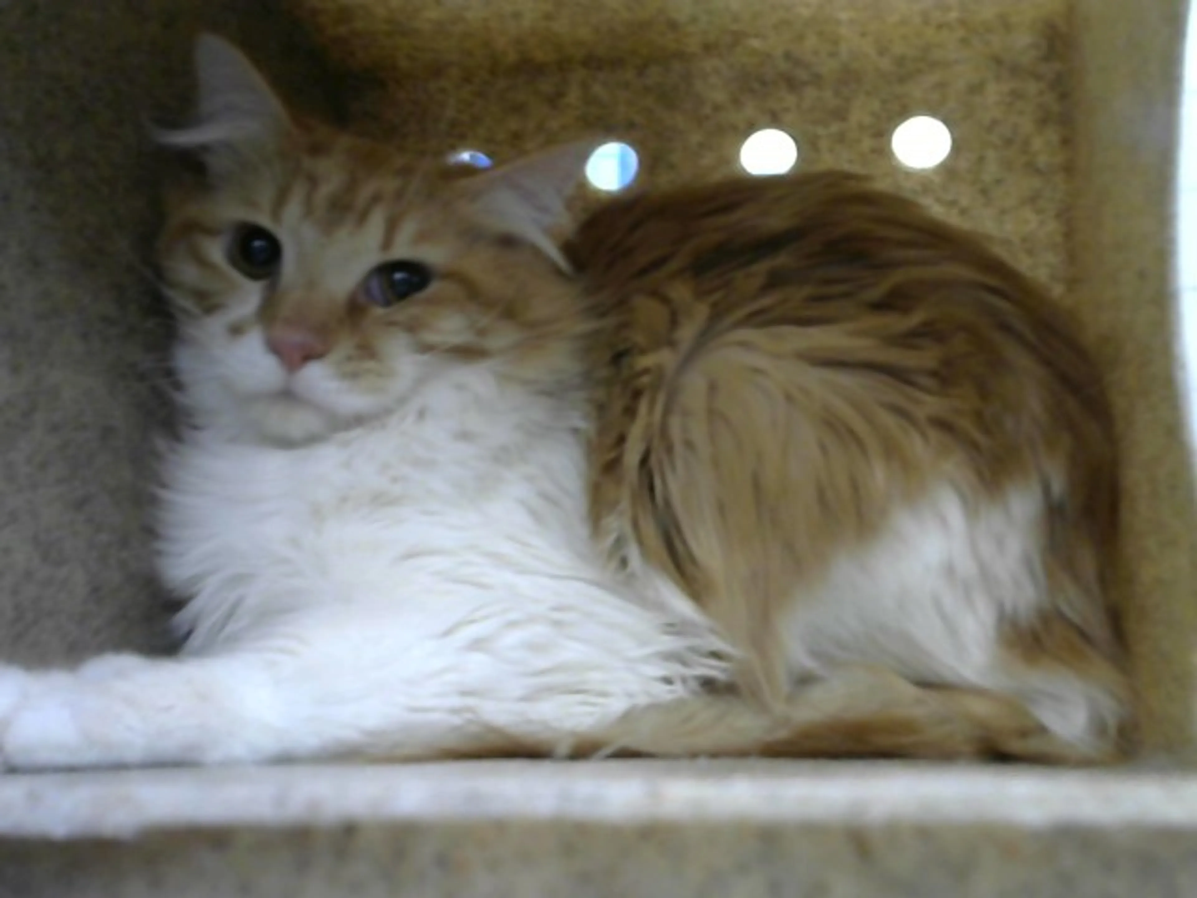 Found pet