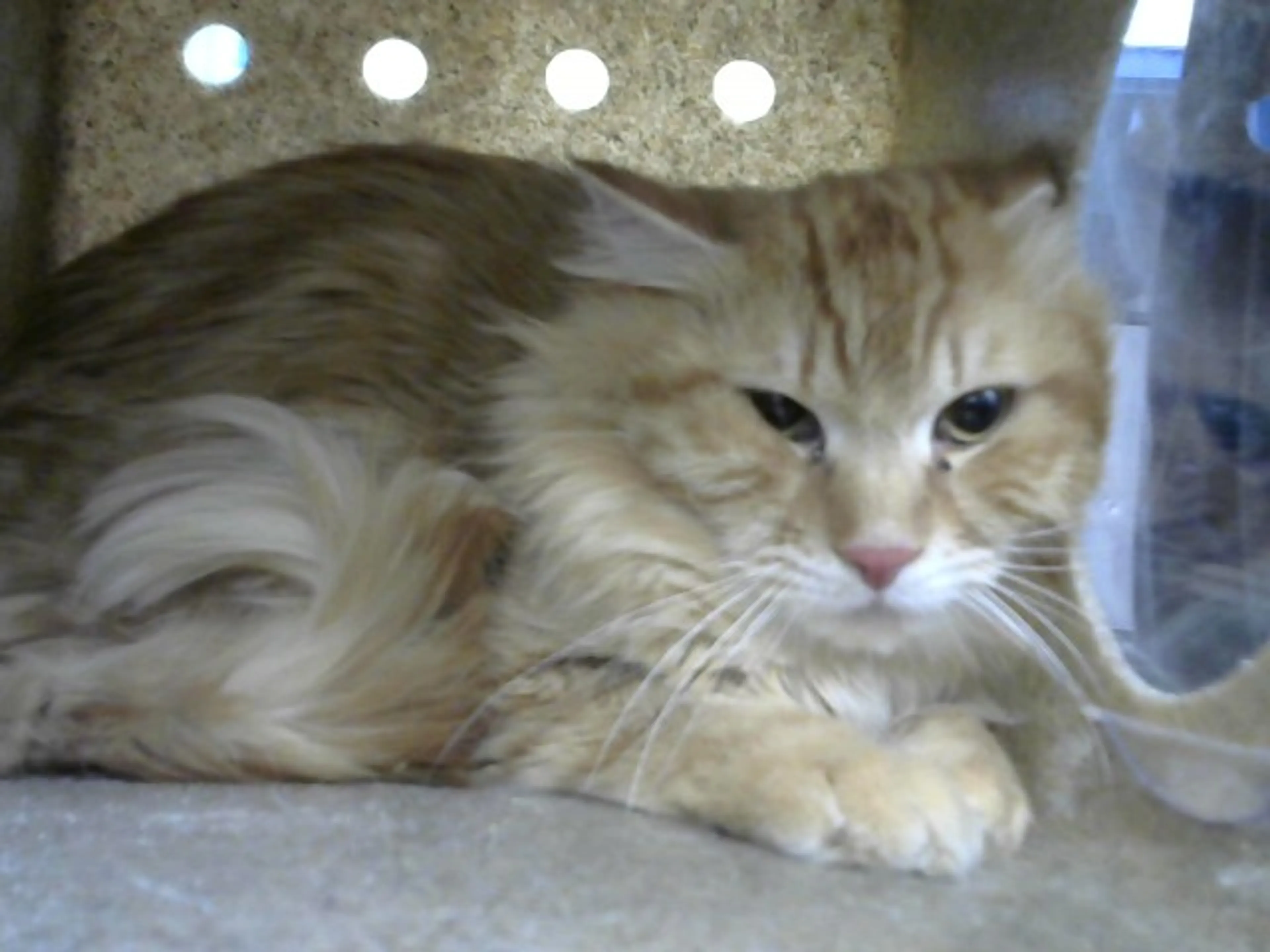 Found pet