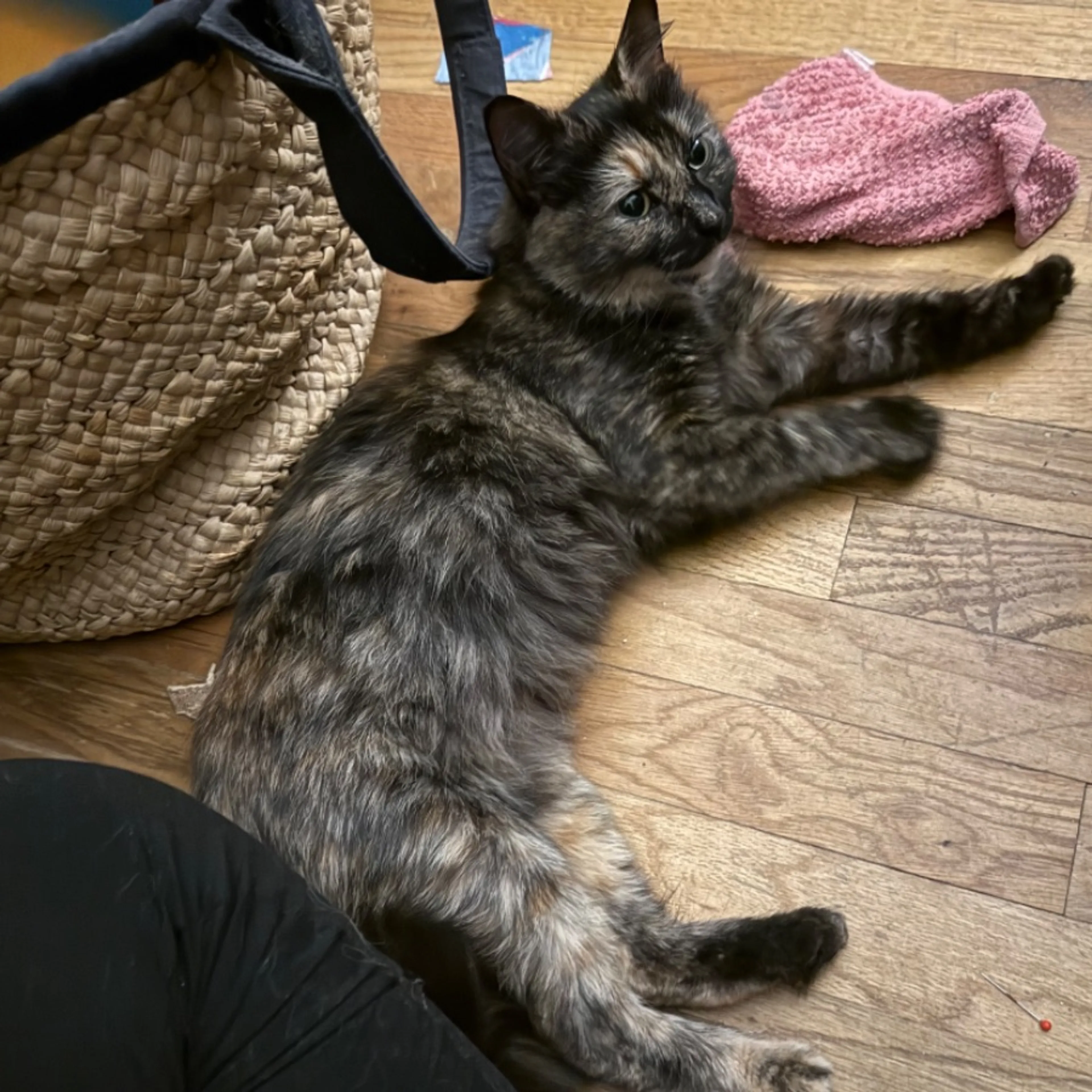Found pet