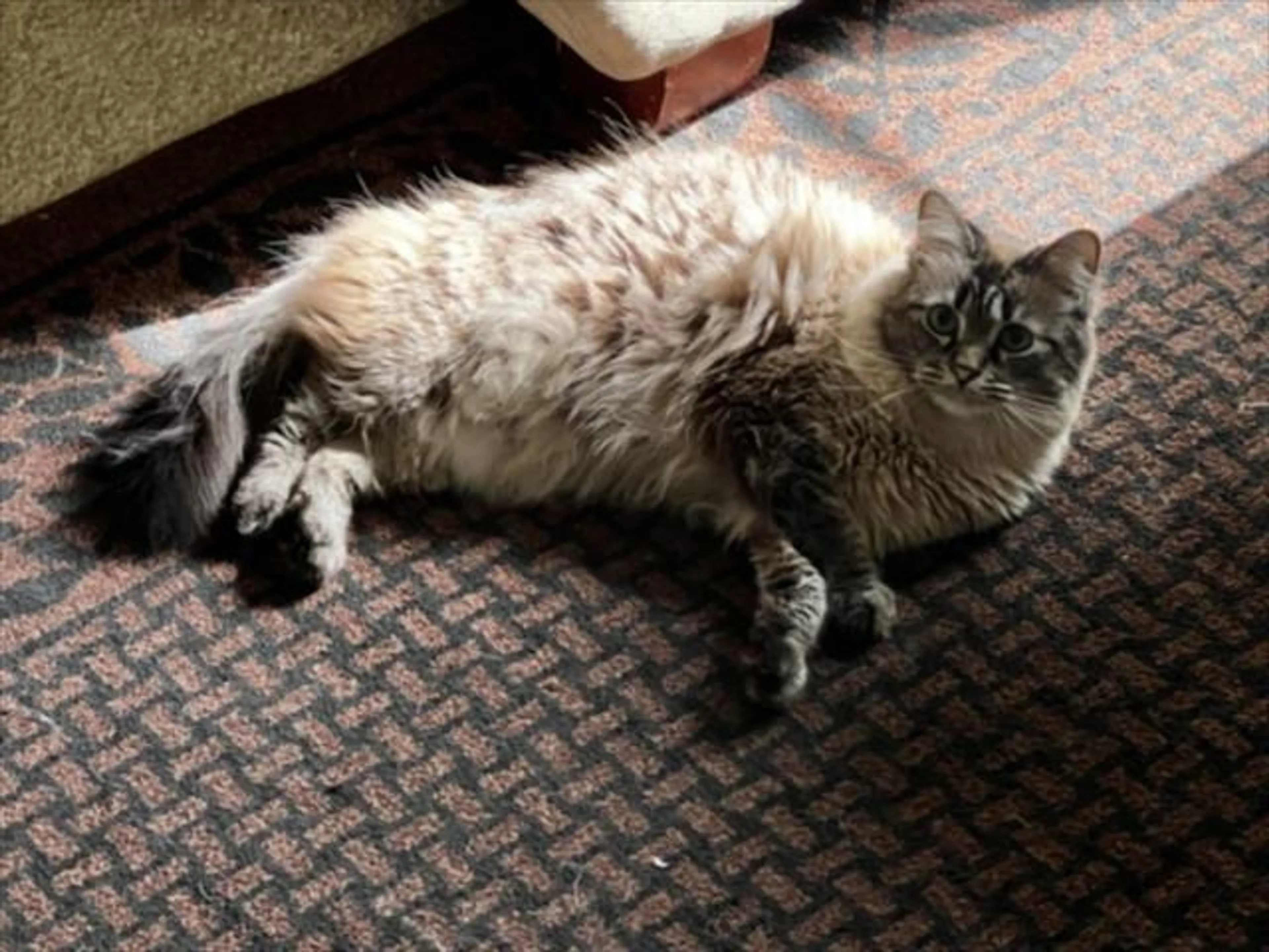 Found pet