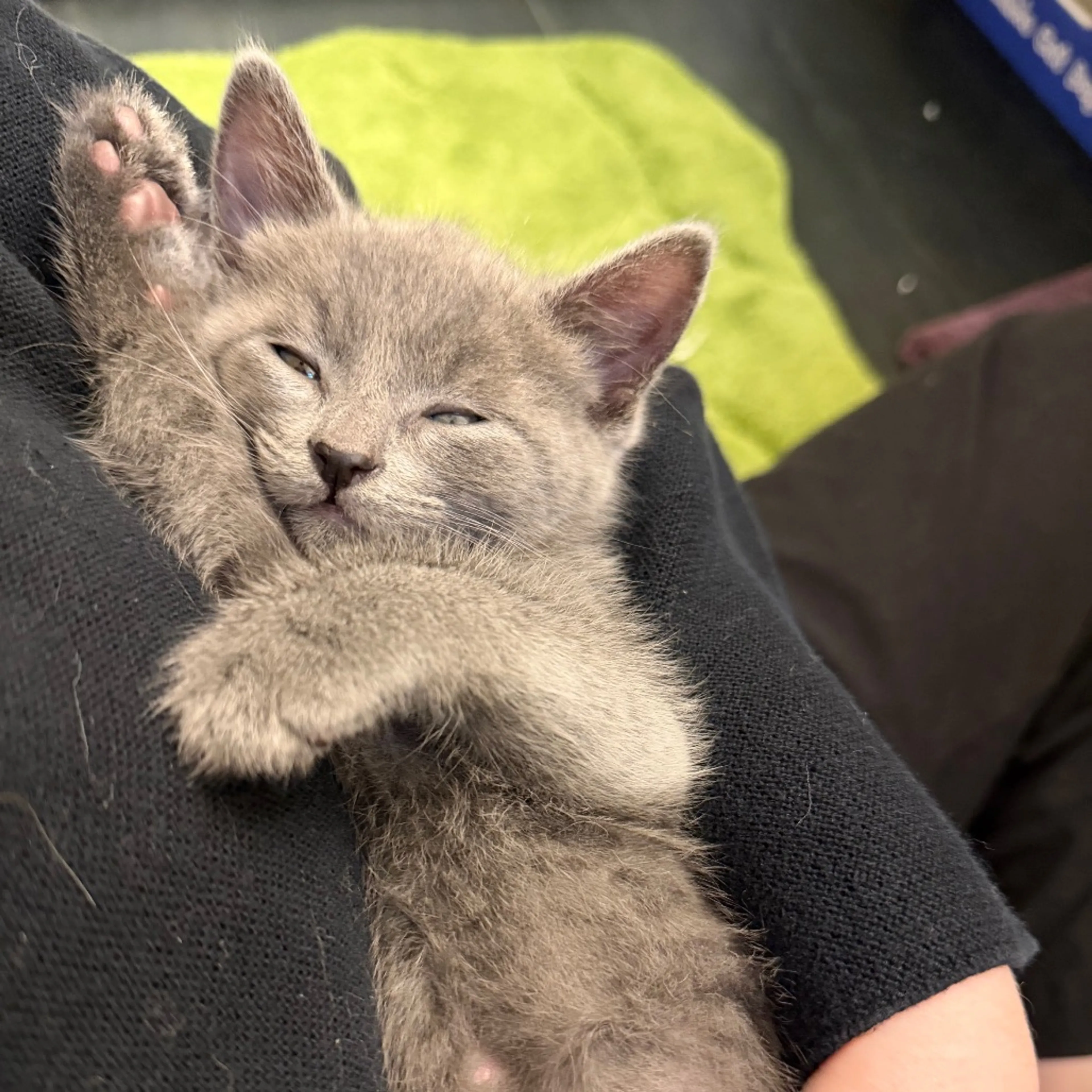 Found pet-2