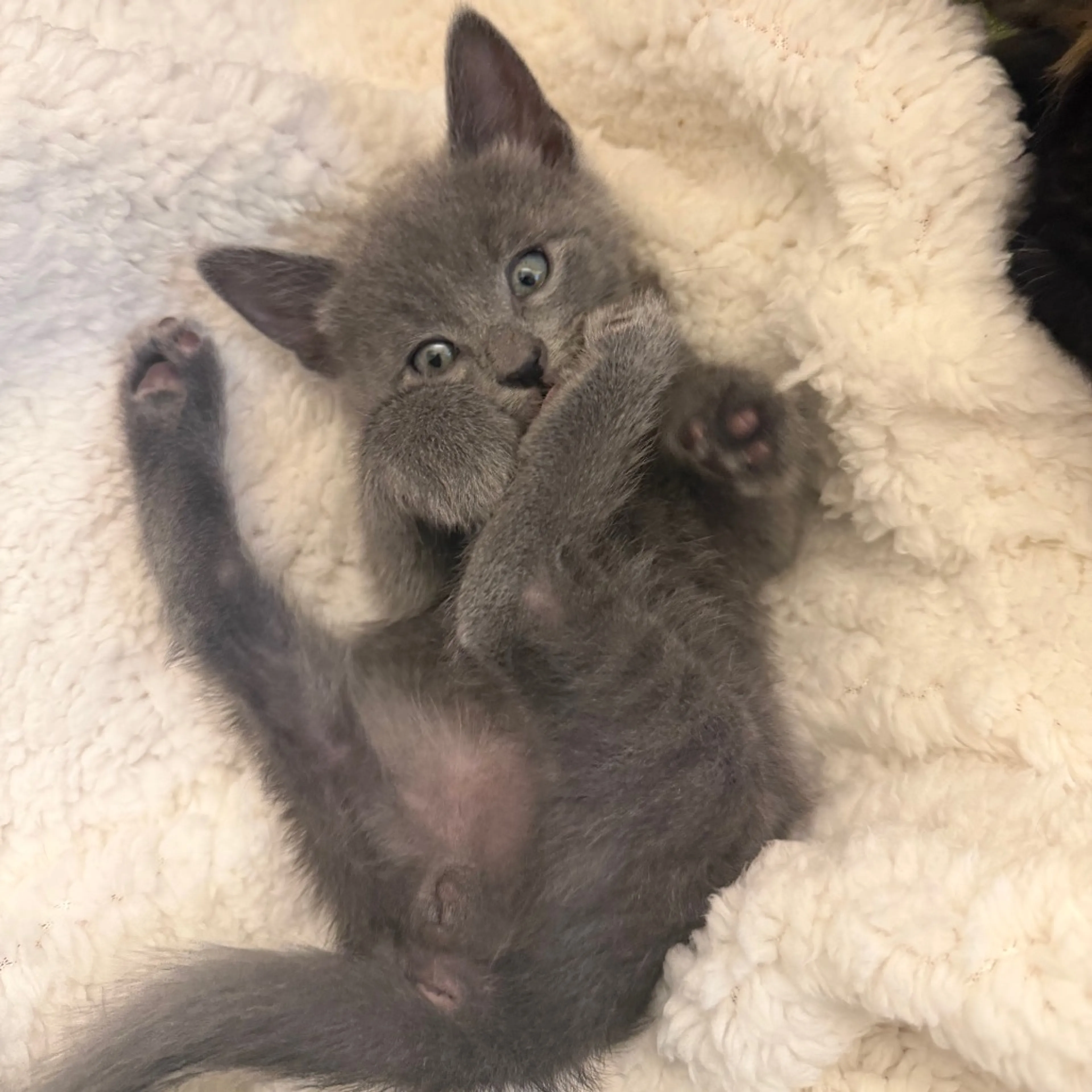 Found pet-1