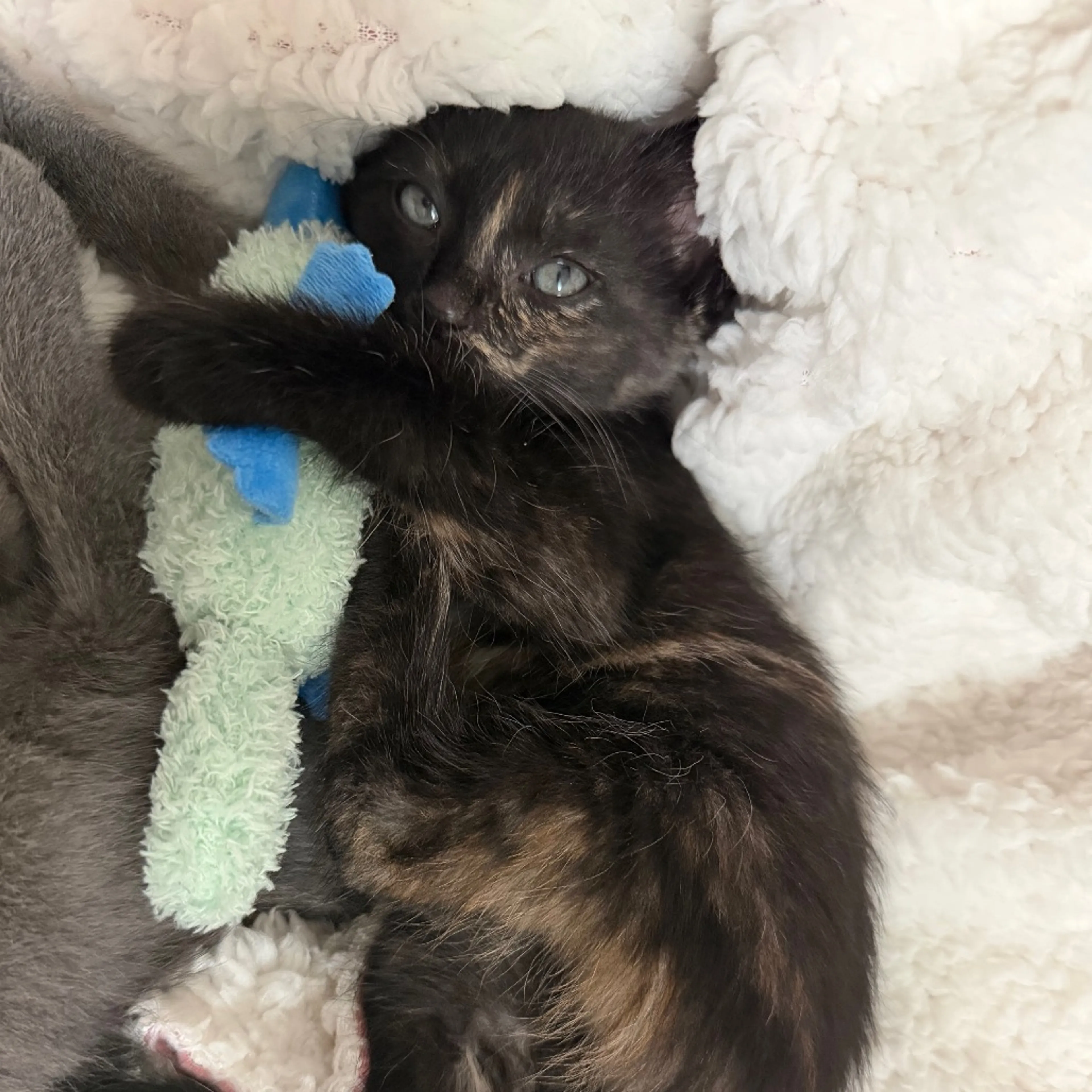 Found pet-2
