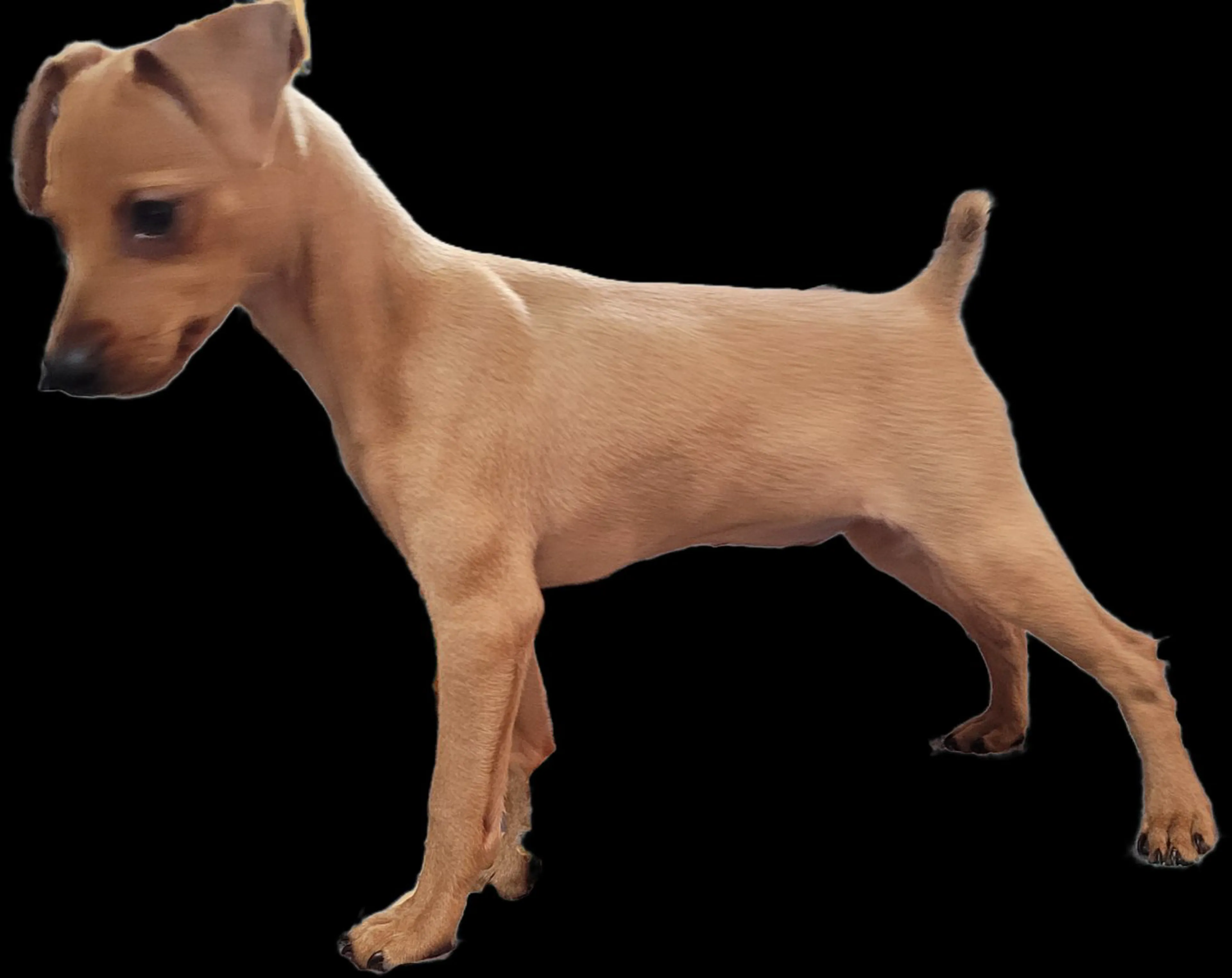 Lost pet