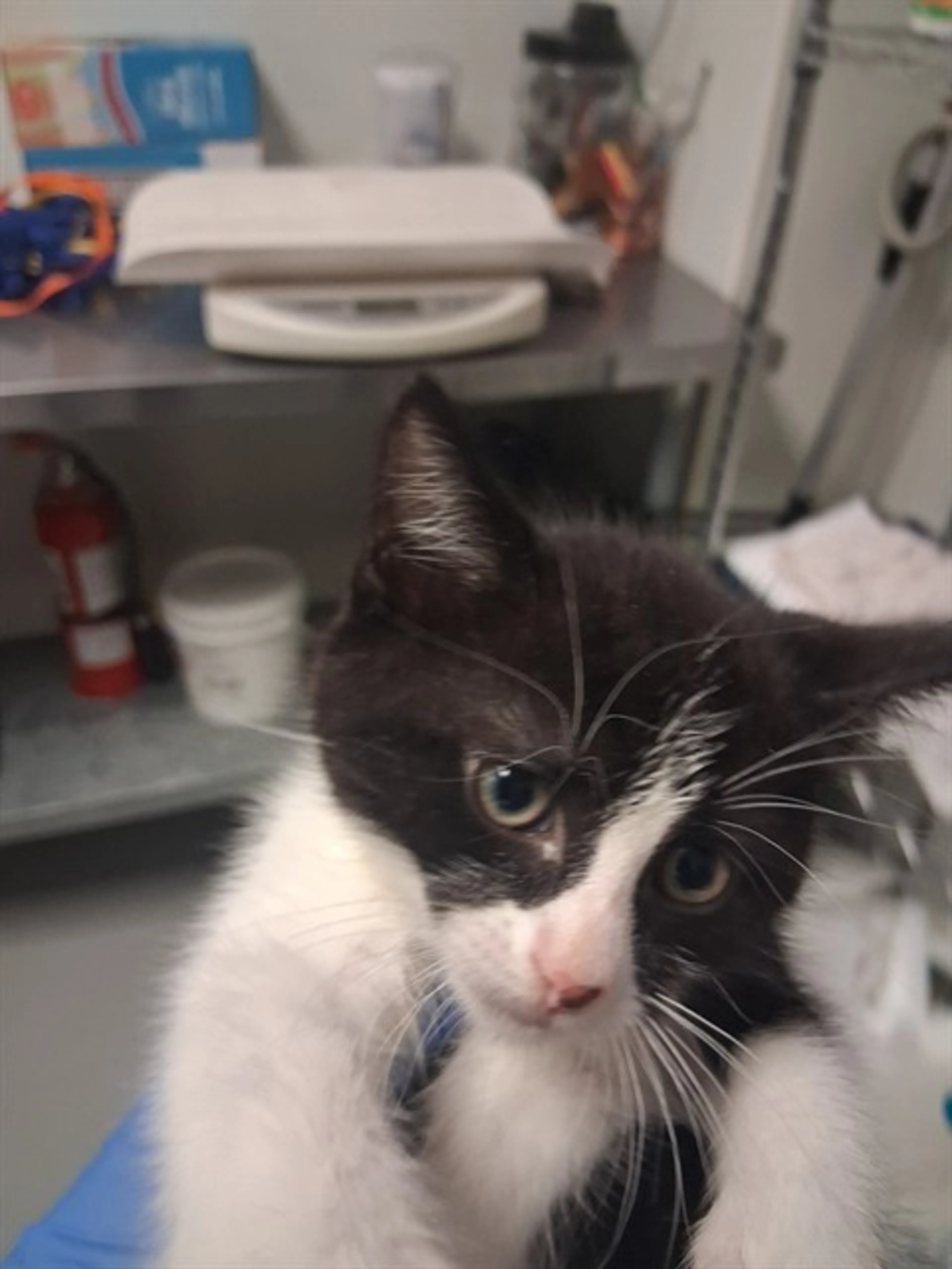 Found pet