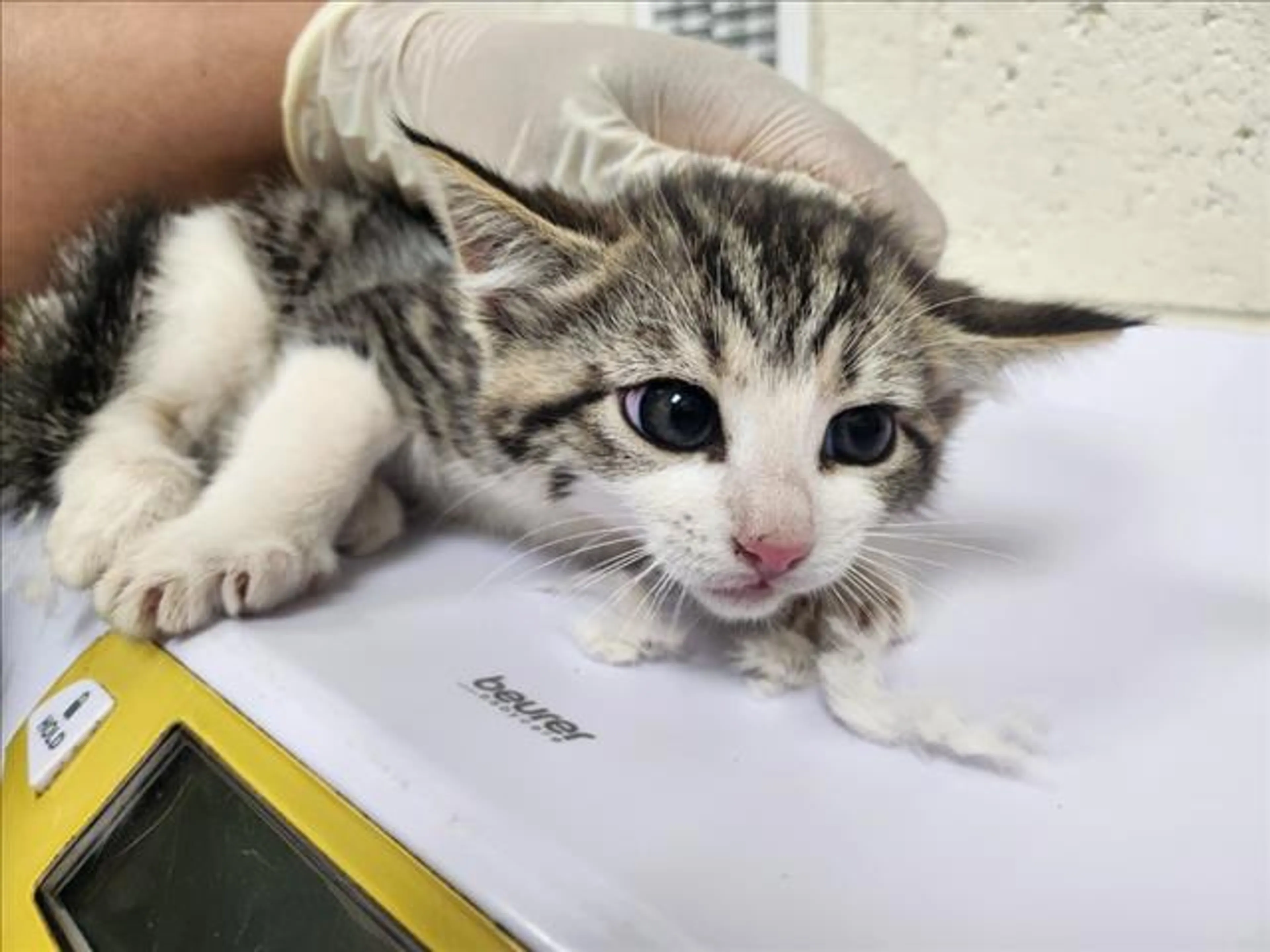 Found pet