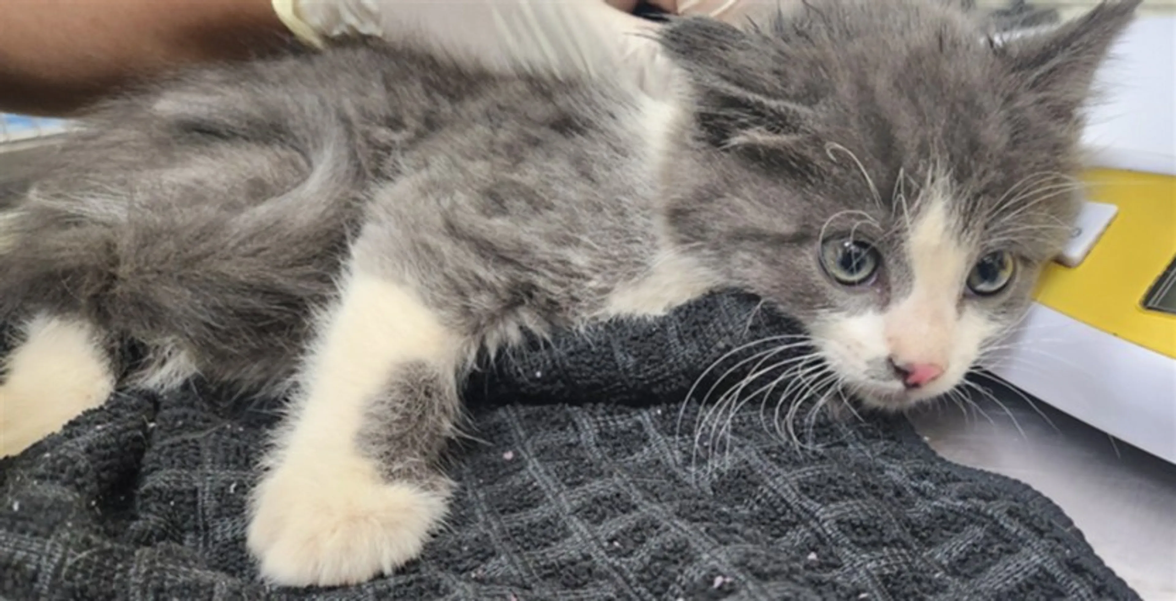 Found pet