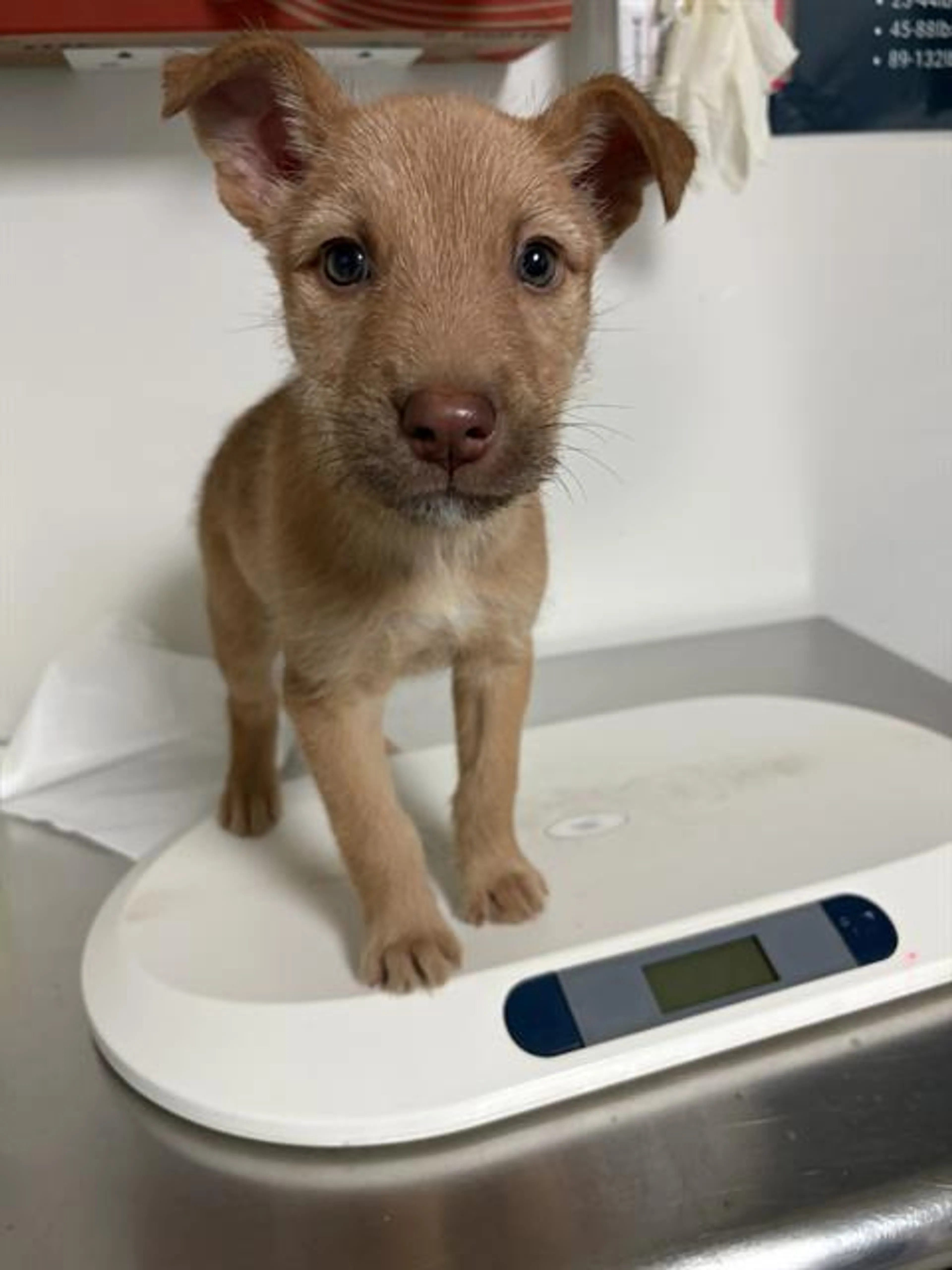 Found pet