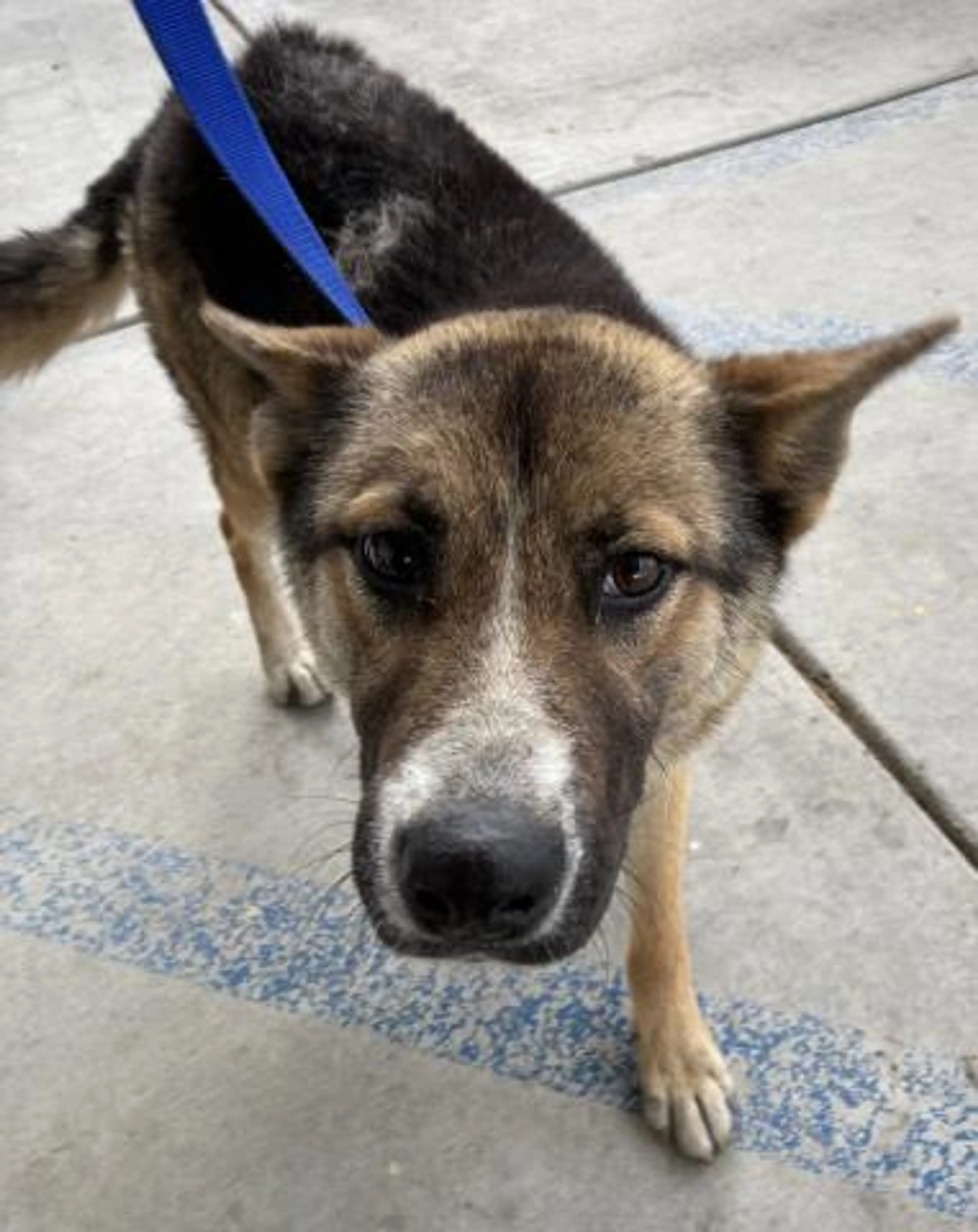 Found pet