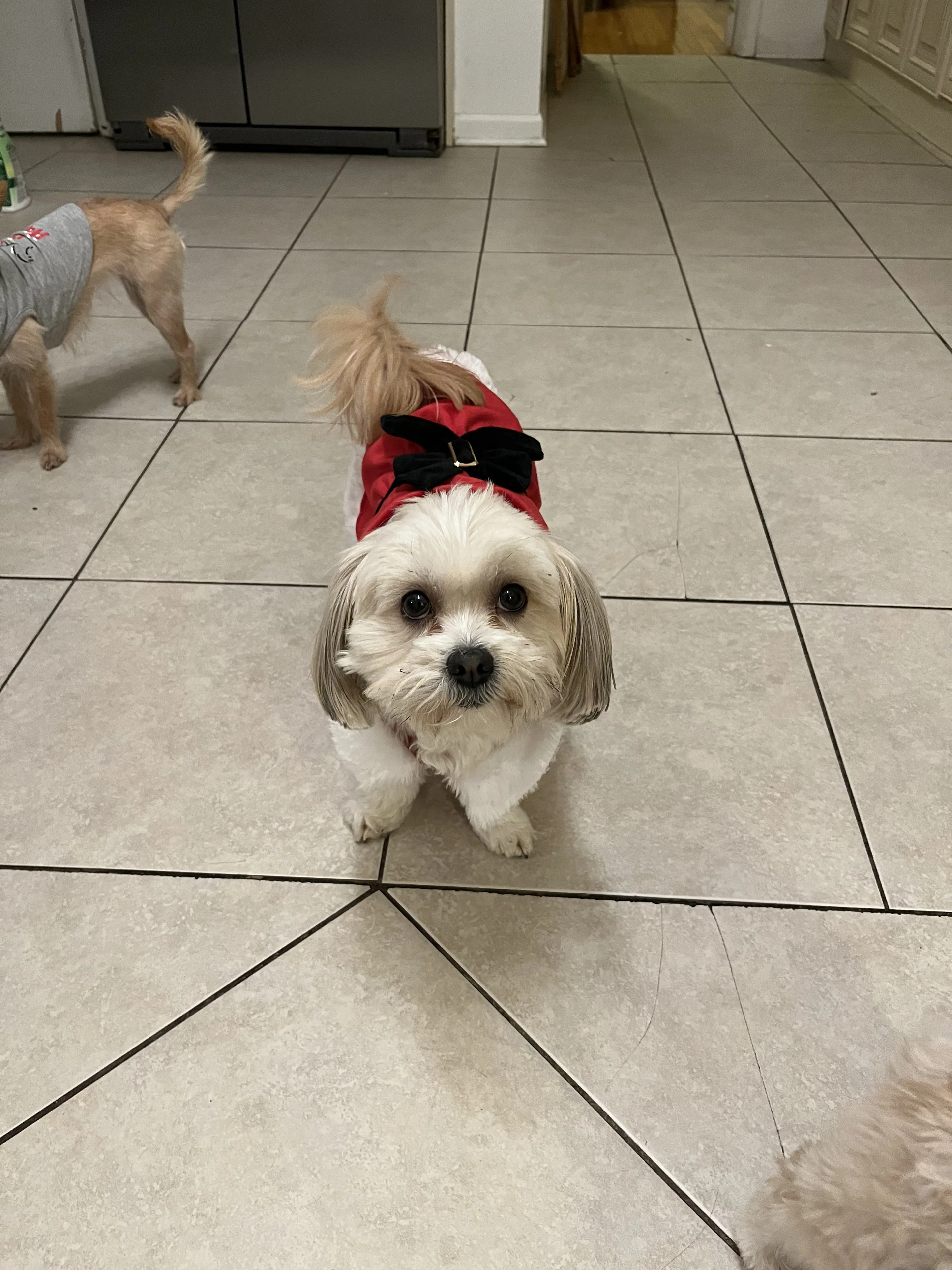 Lost pet