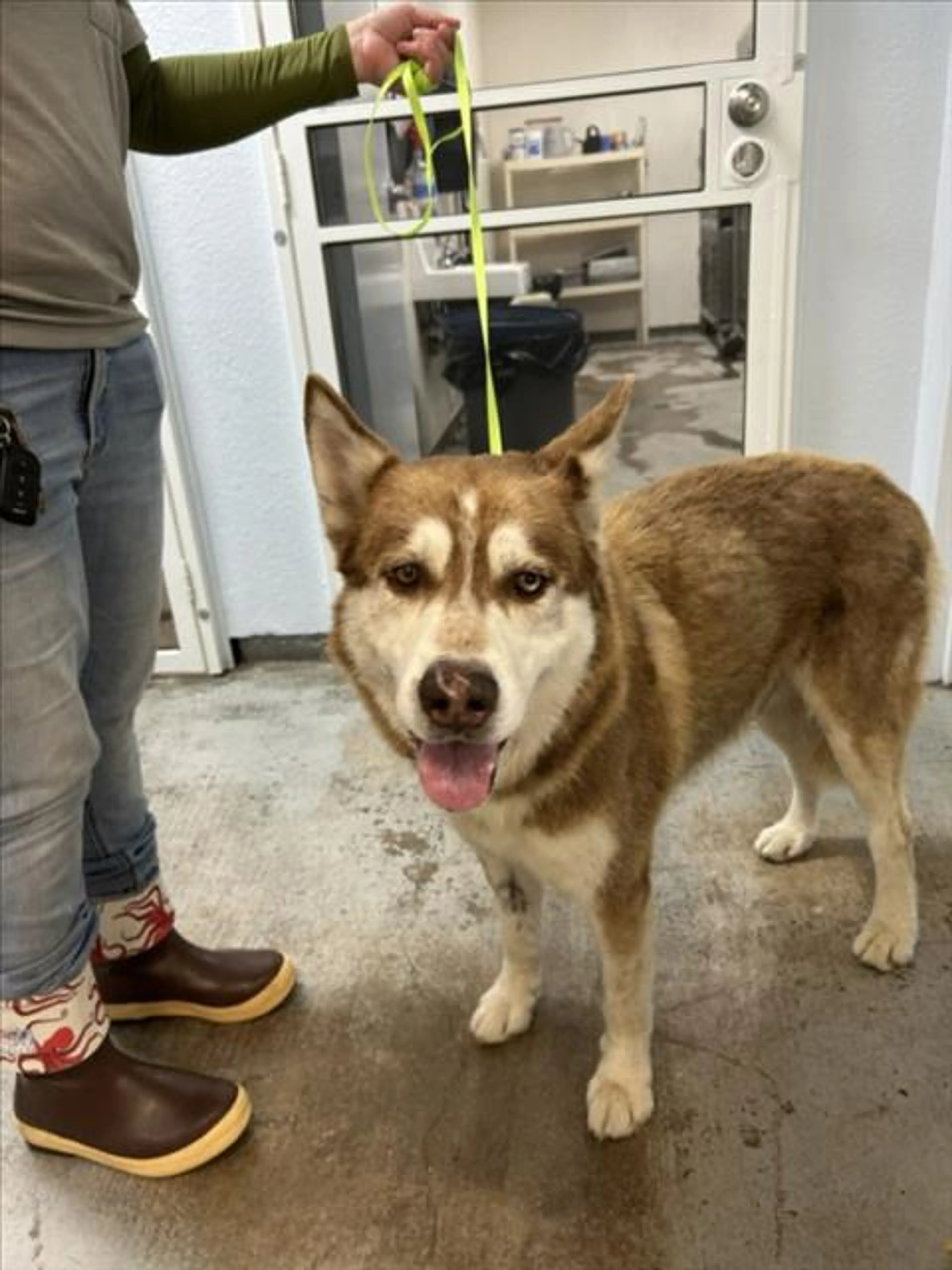 Found pet