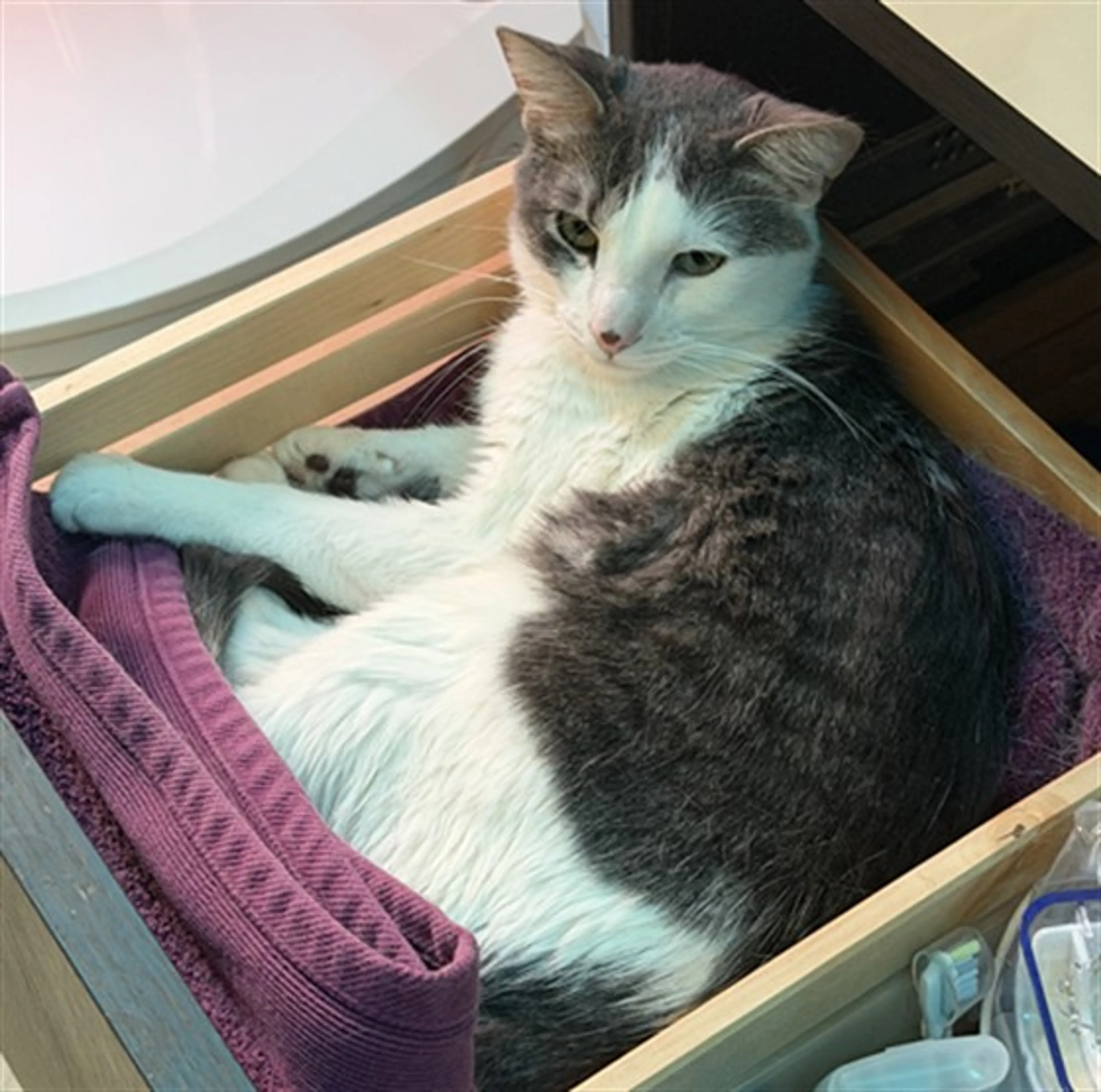 Found pet