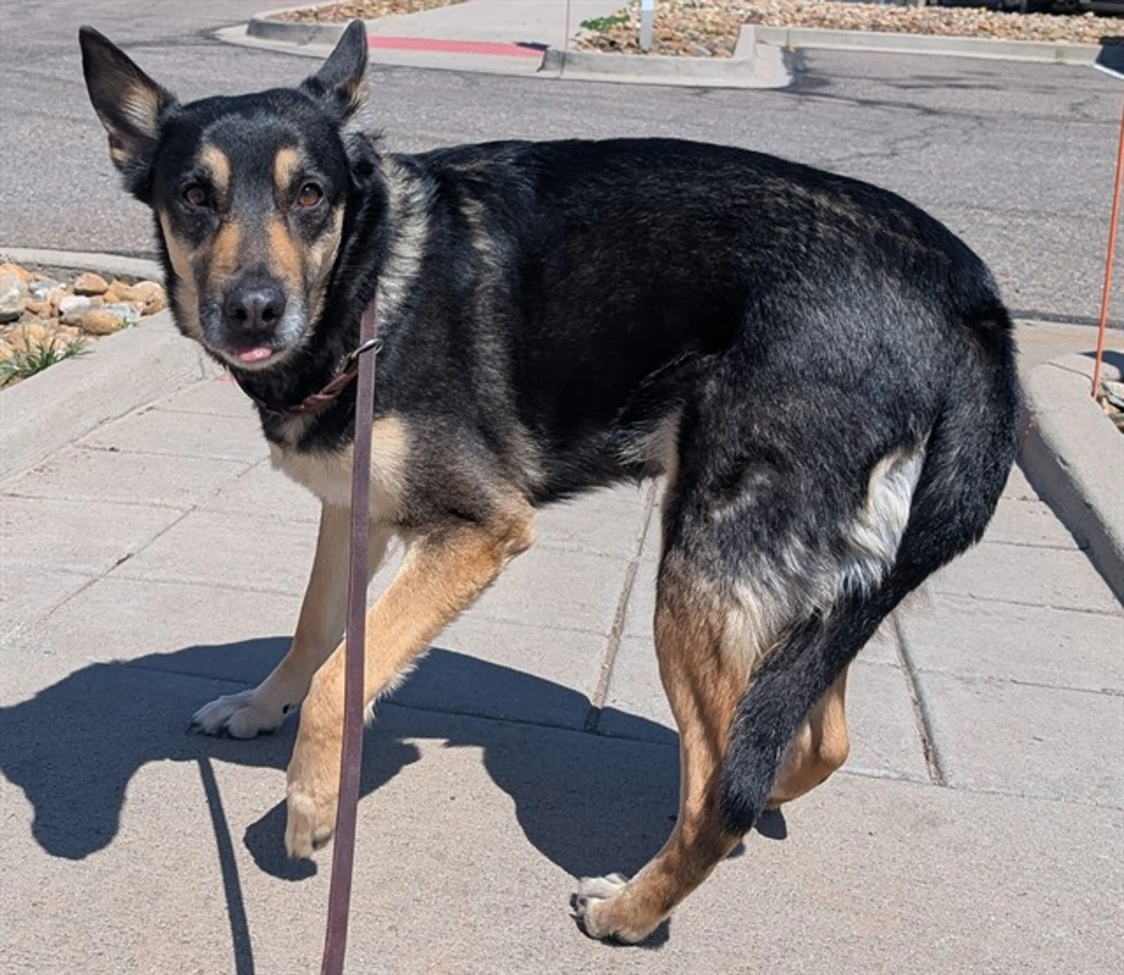 Found pet