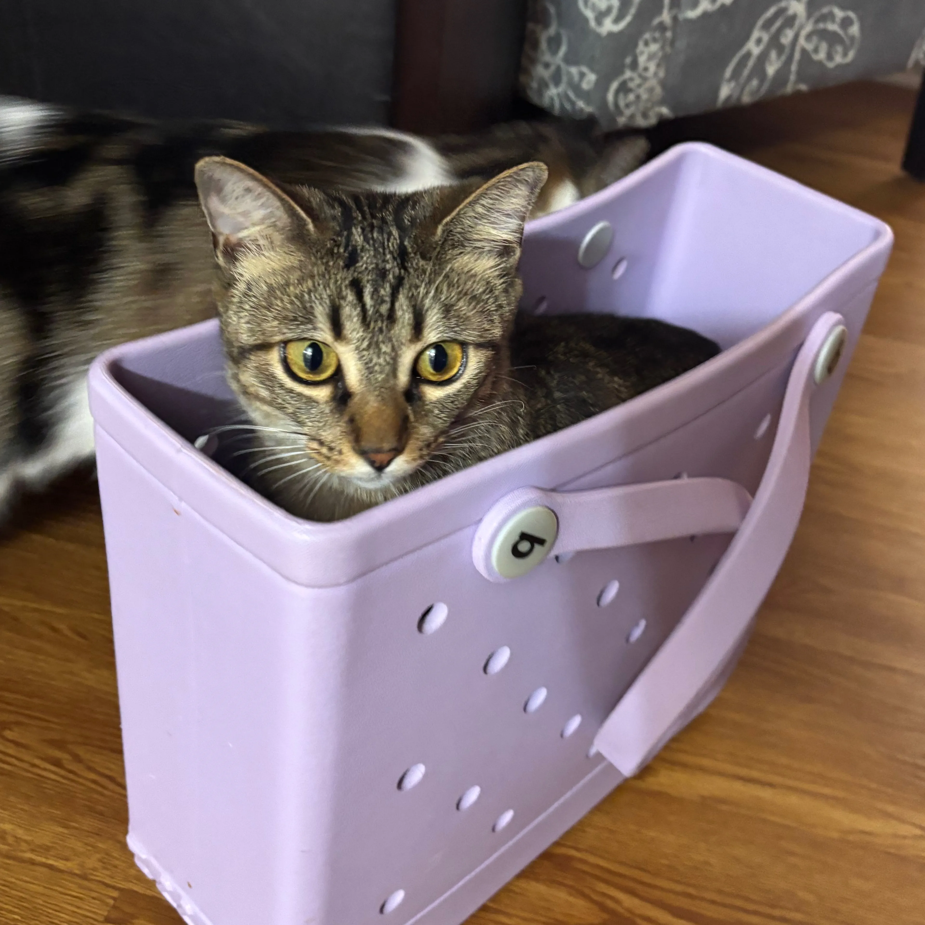 Lost pet-2