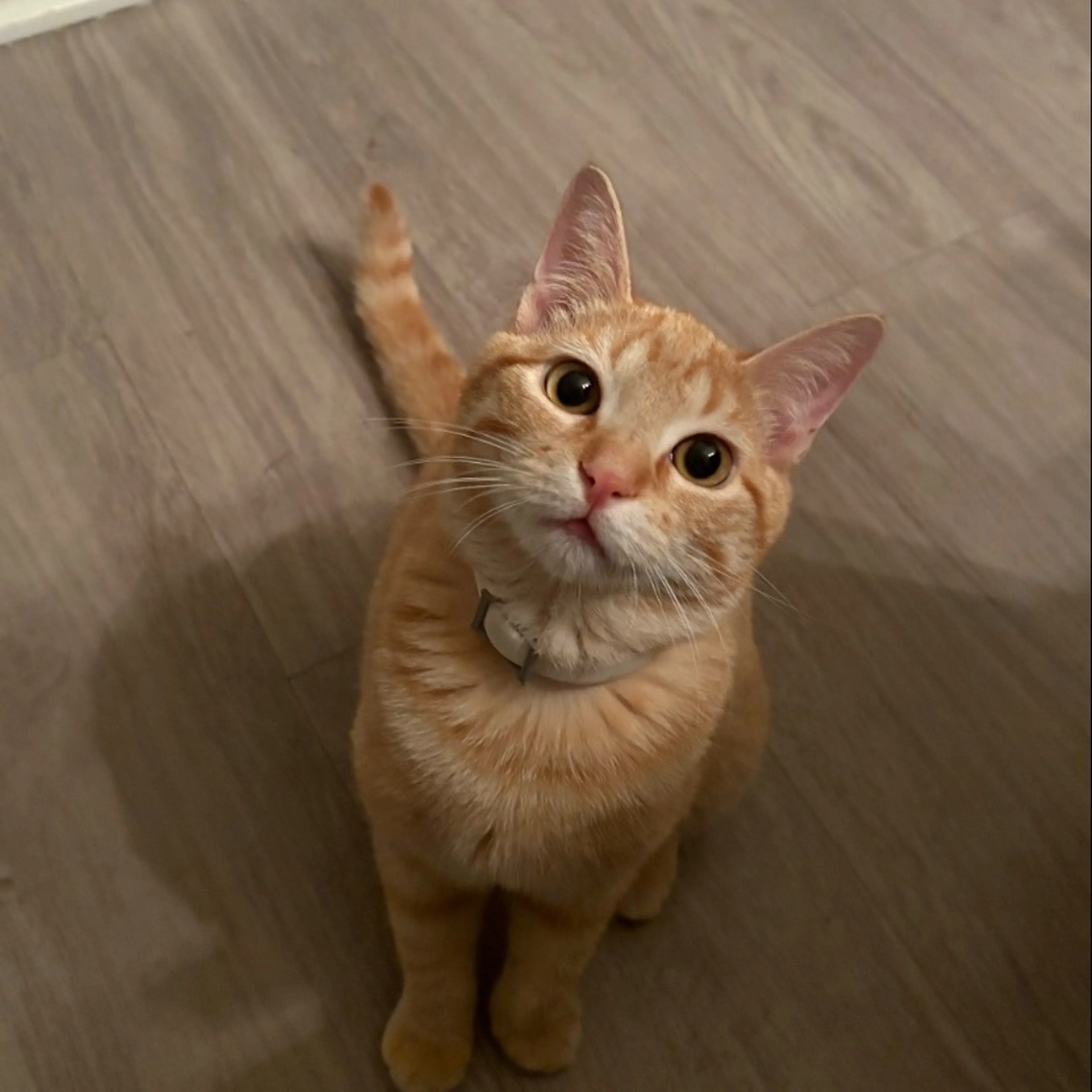 Lost pet-0