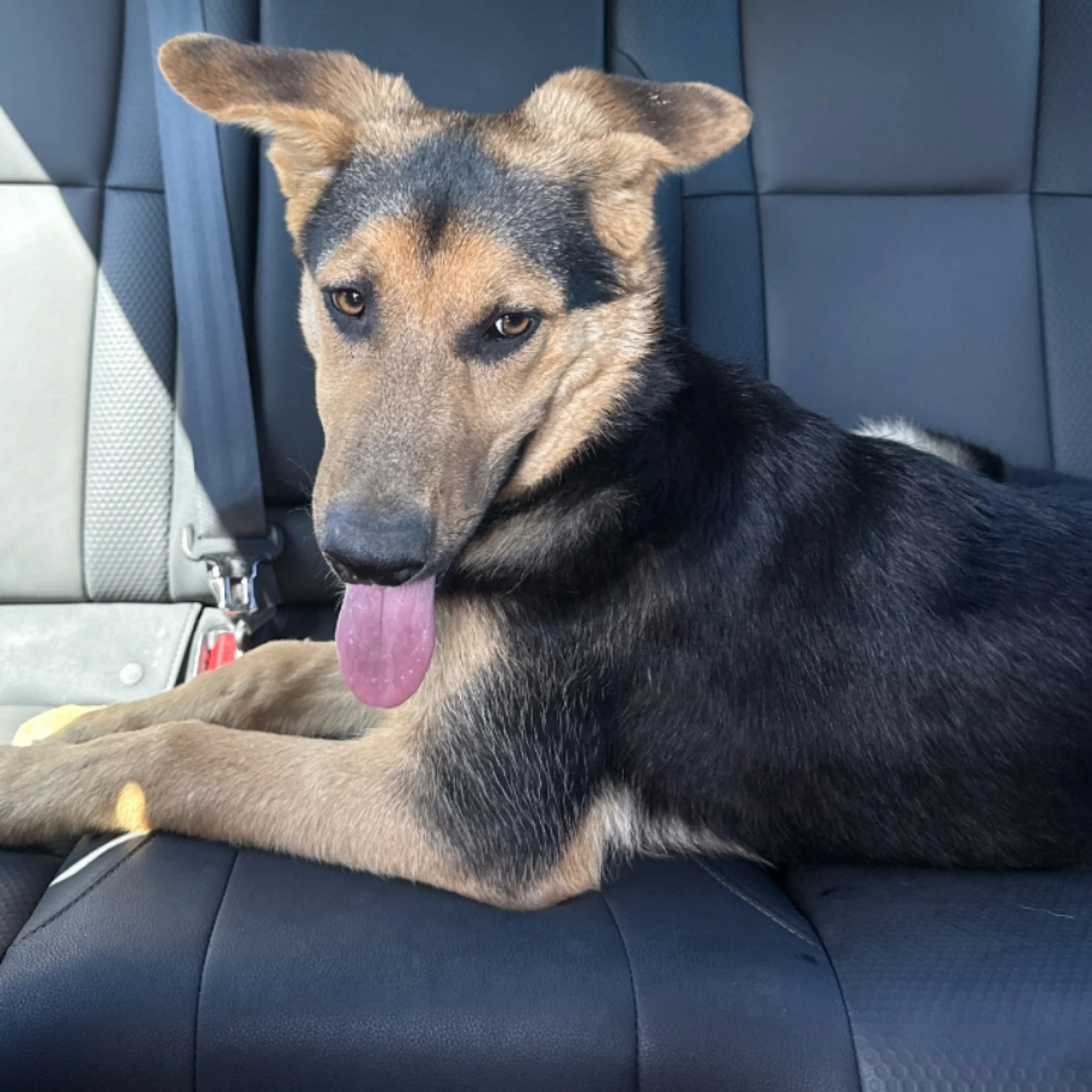 Found pet