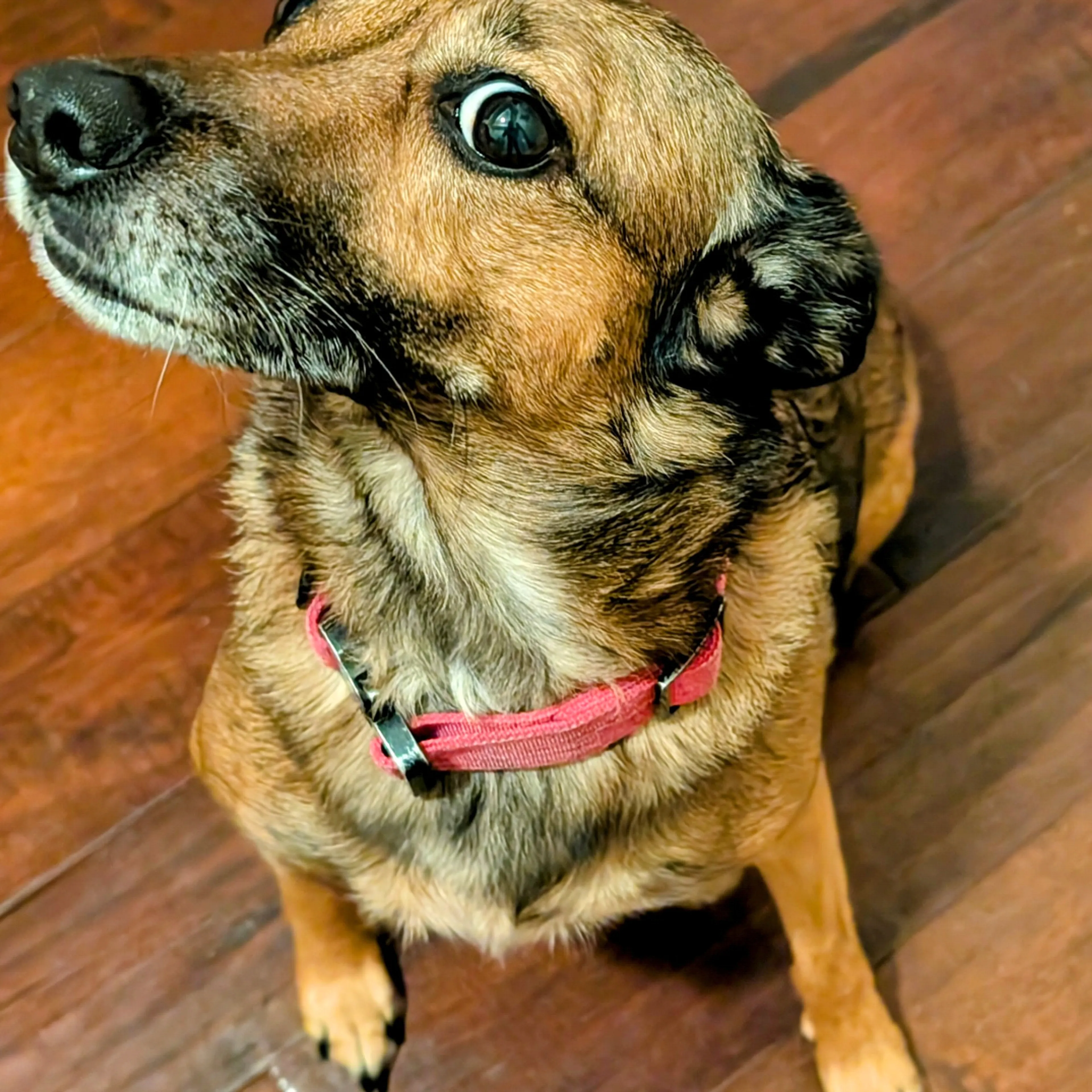 Lost pet-3