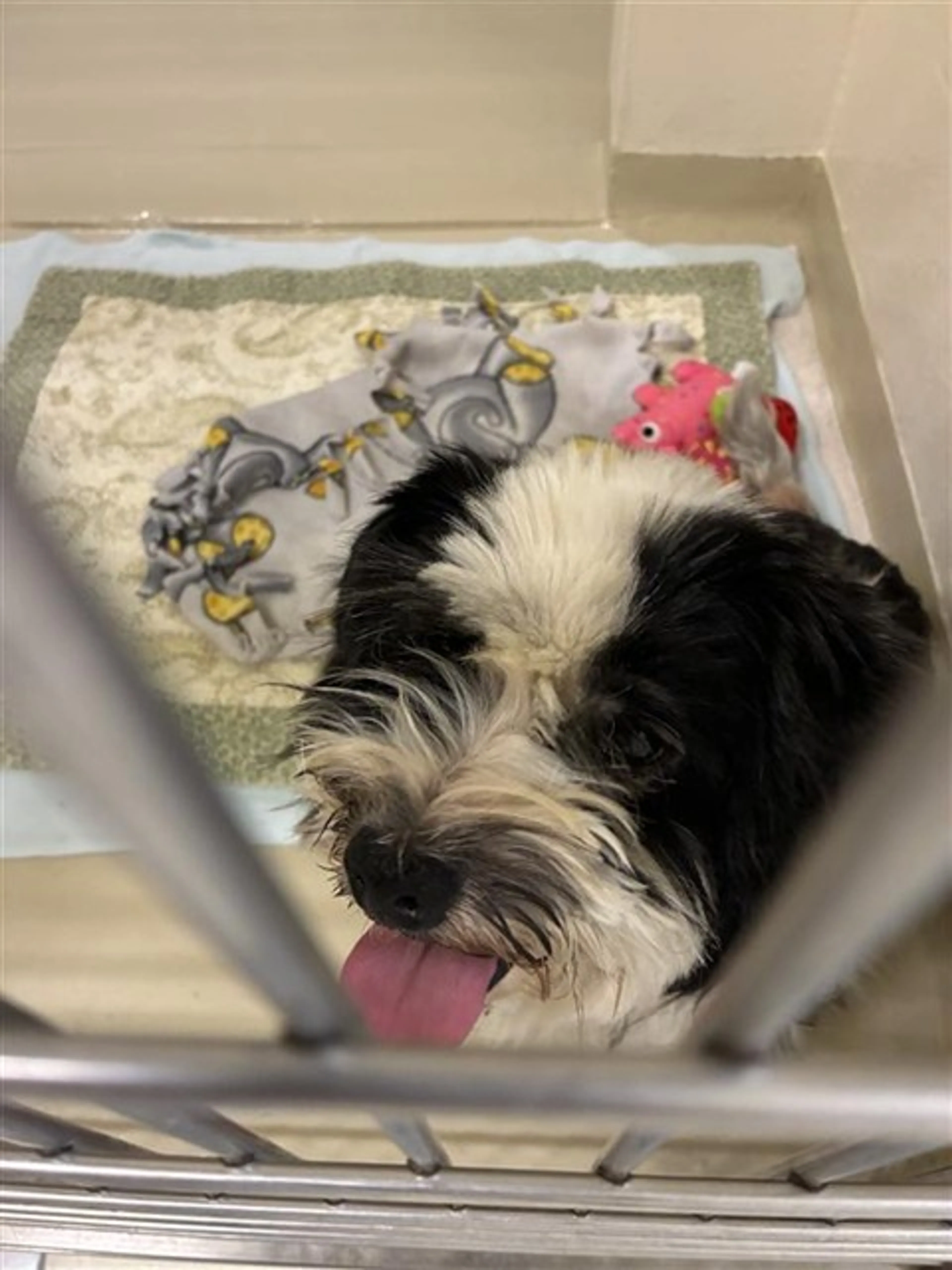 Found pet