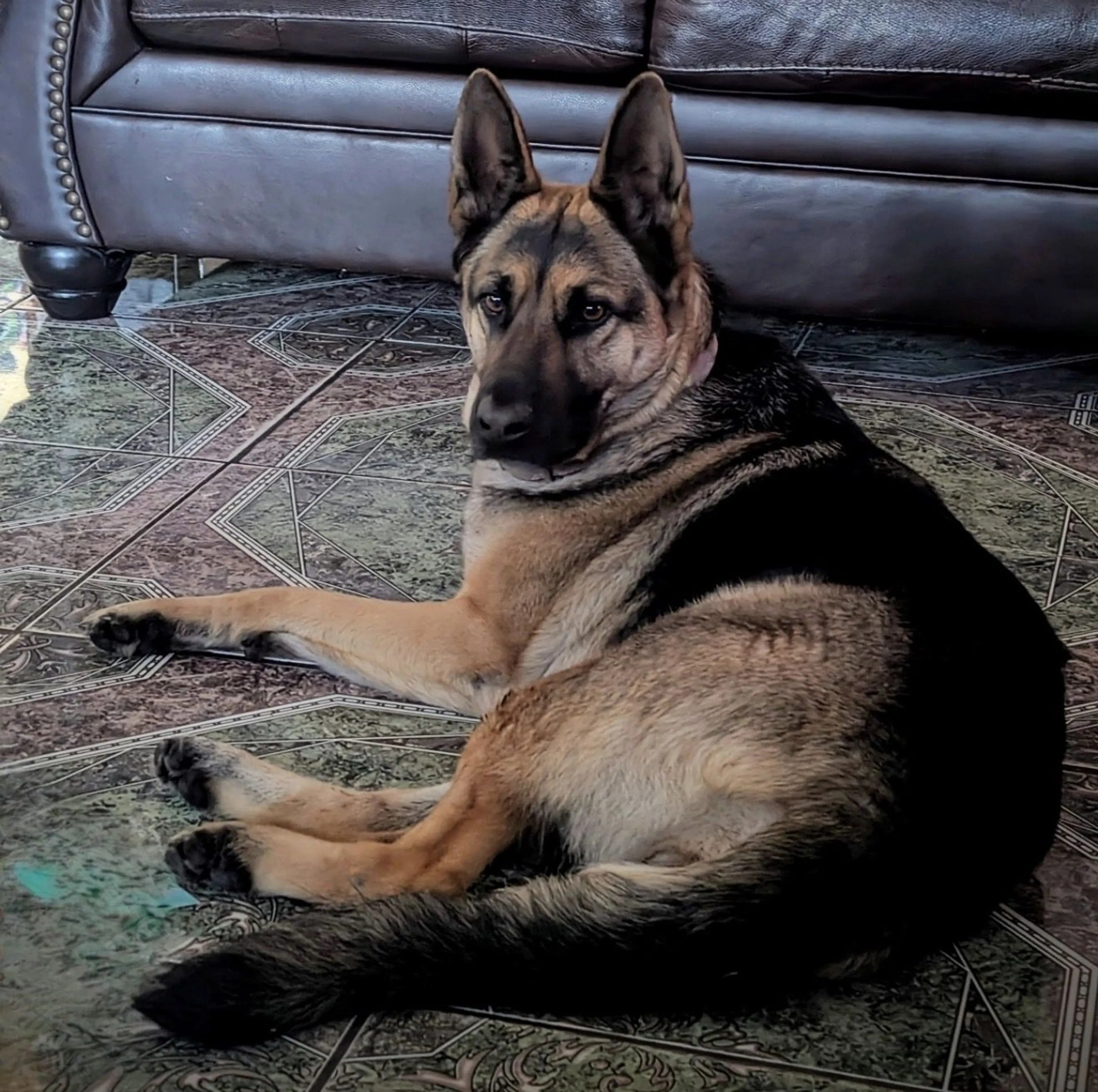 Lost pet