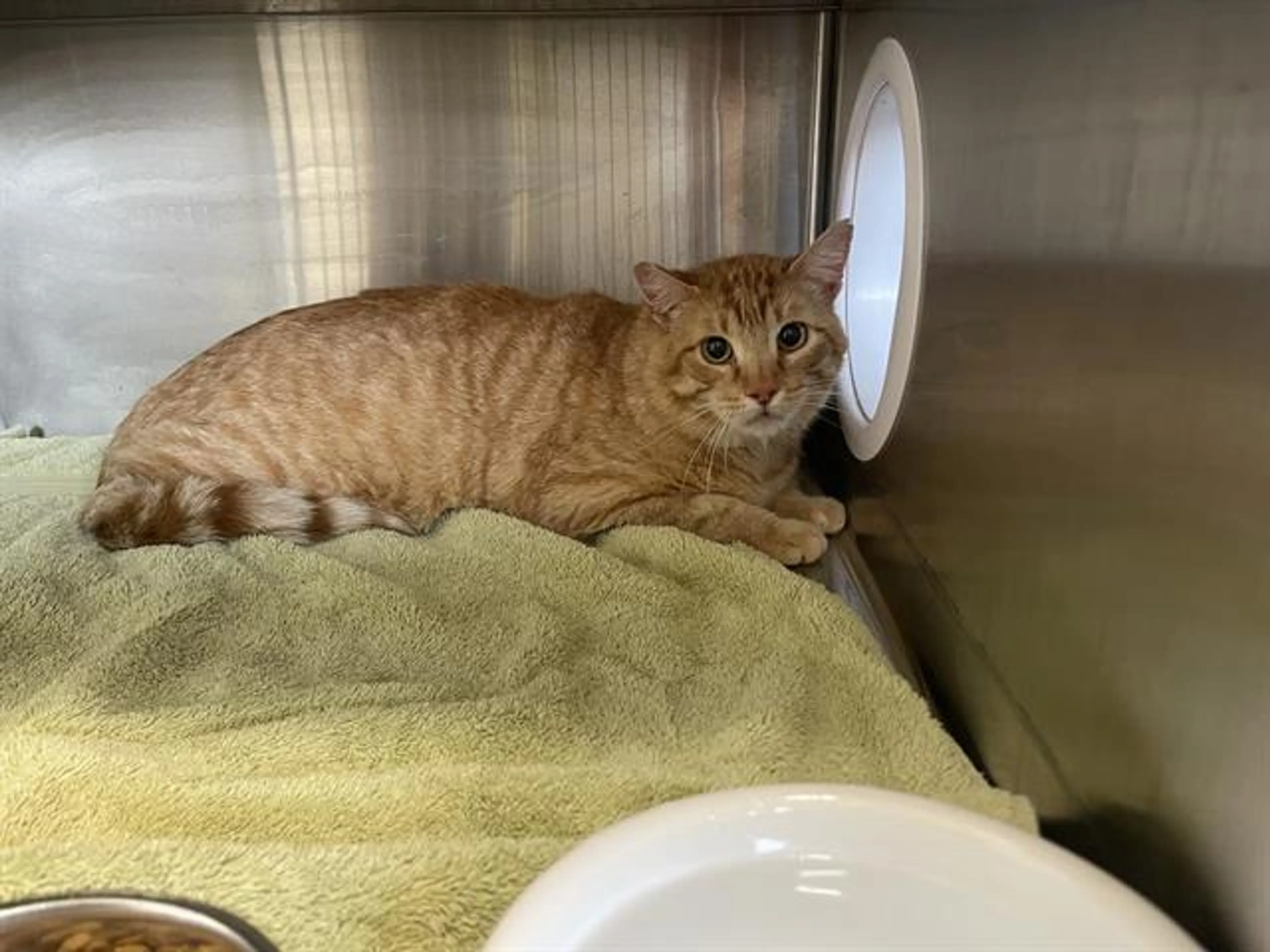 Found pet