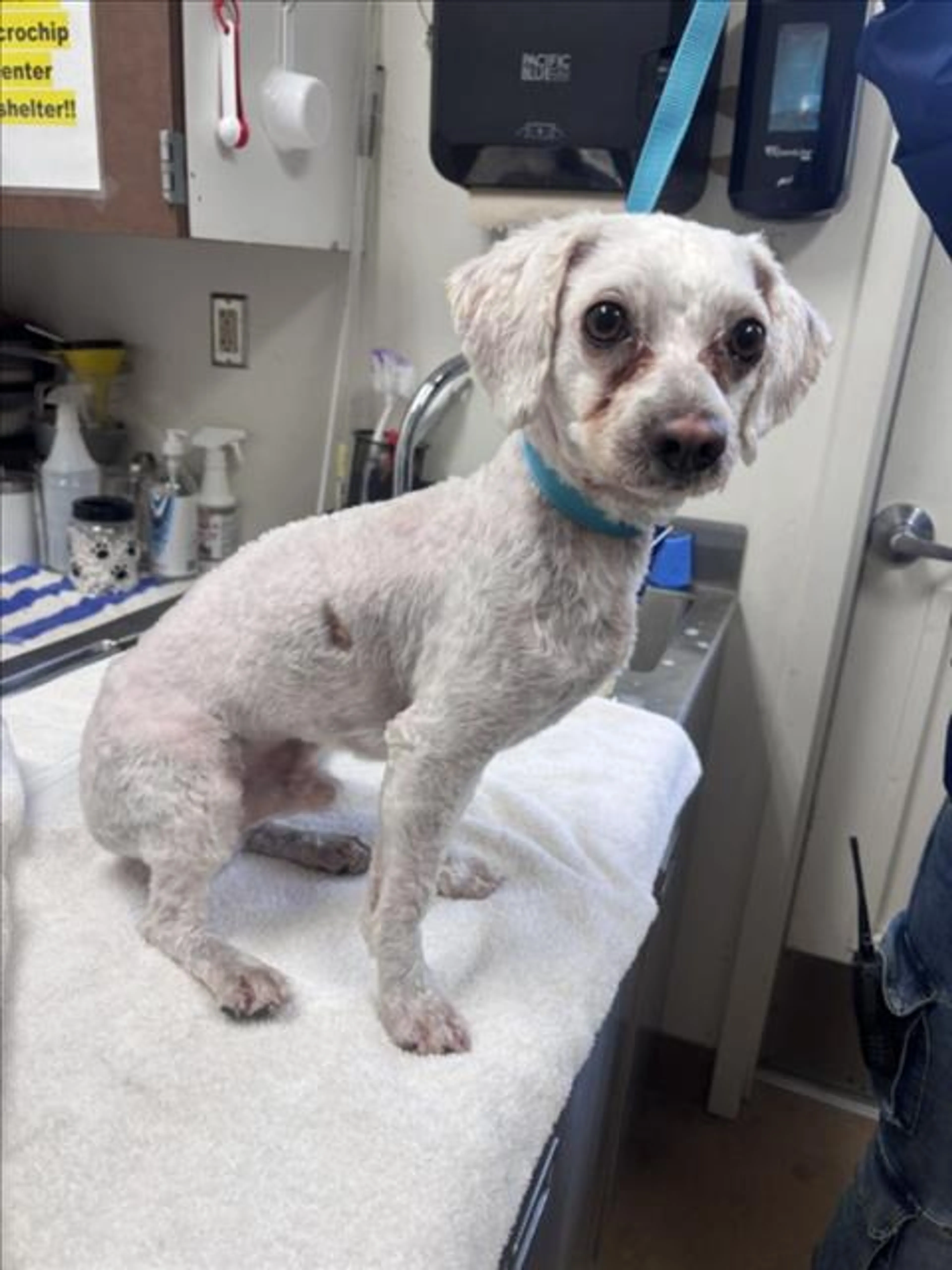 Found pet