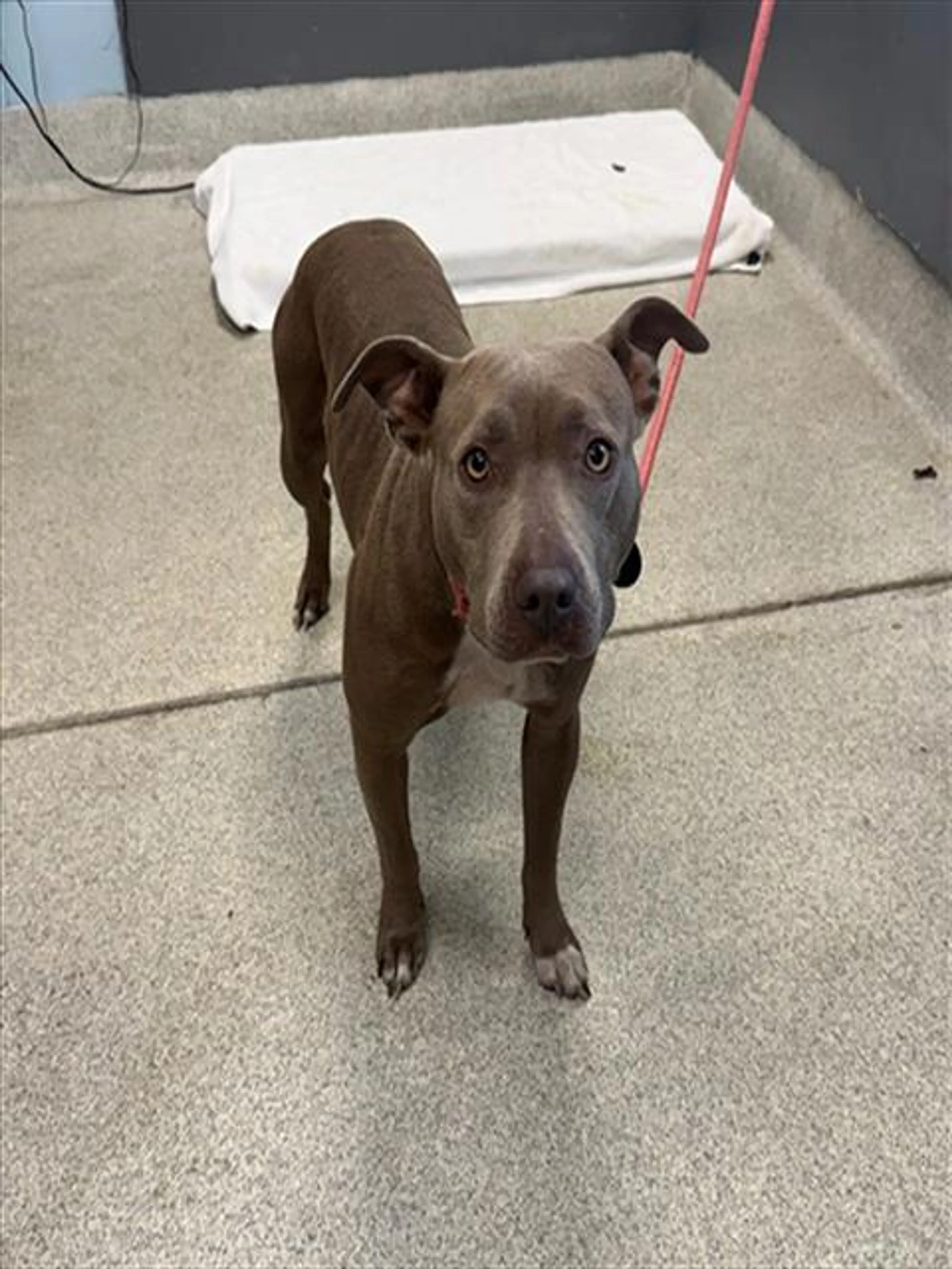 Found pet