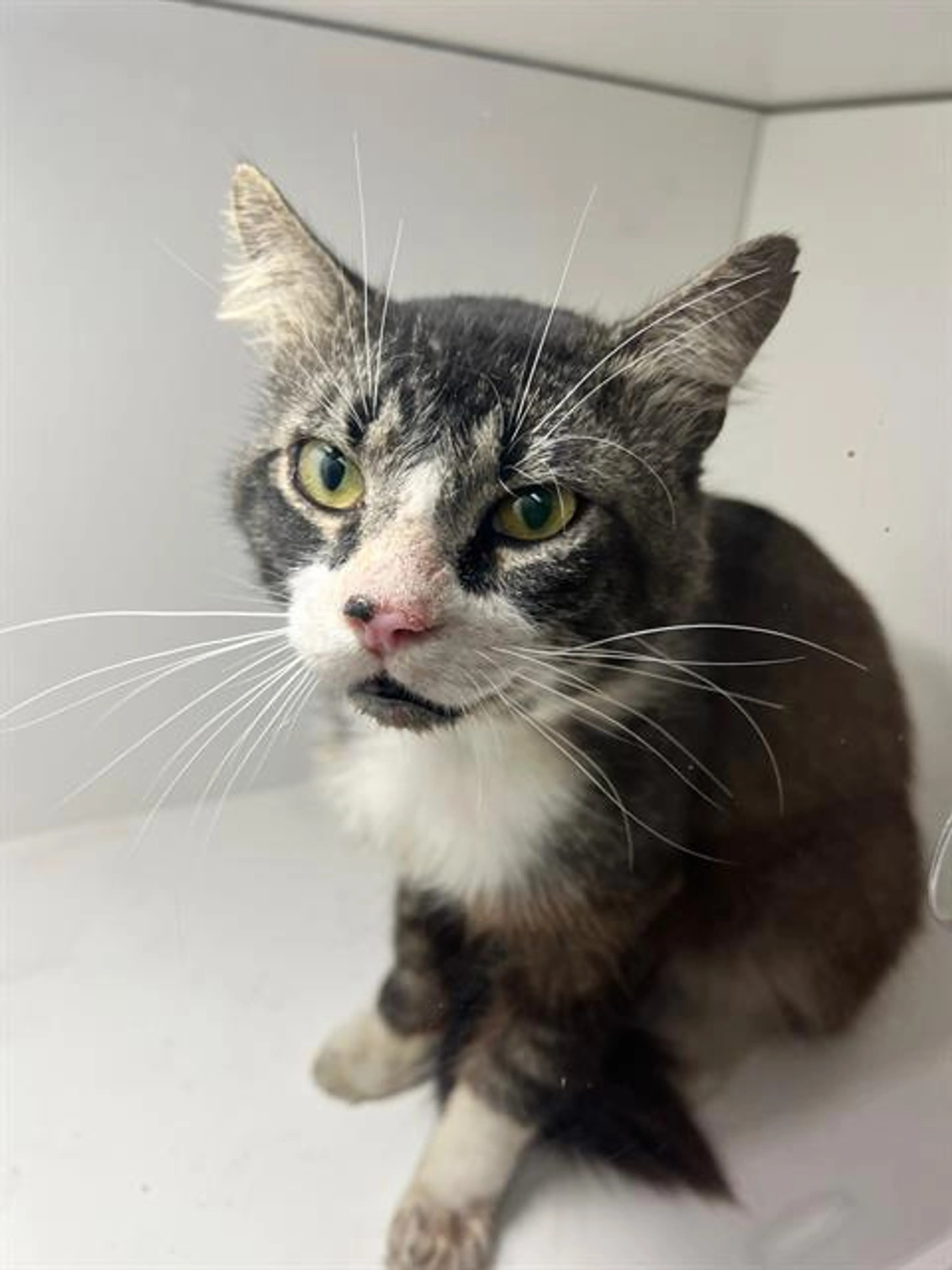 Found pet