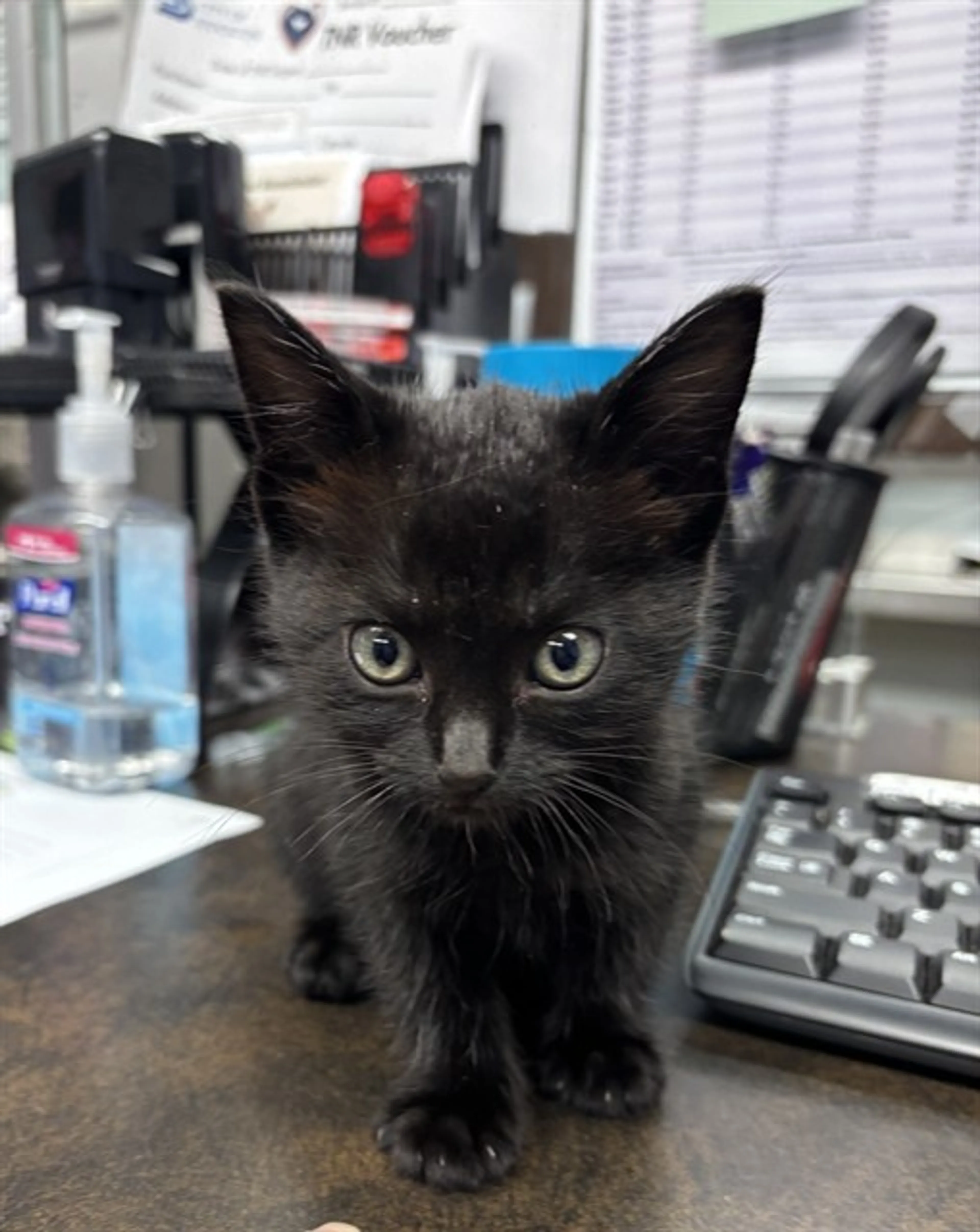 Found pet