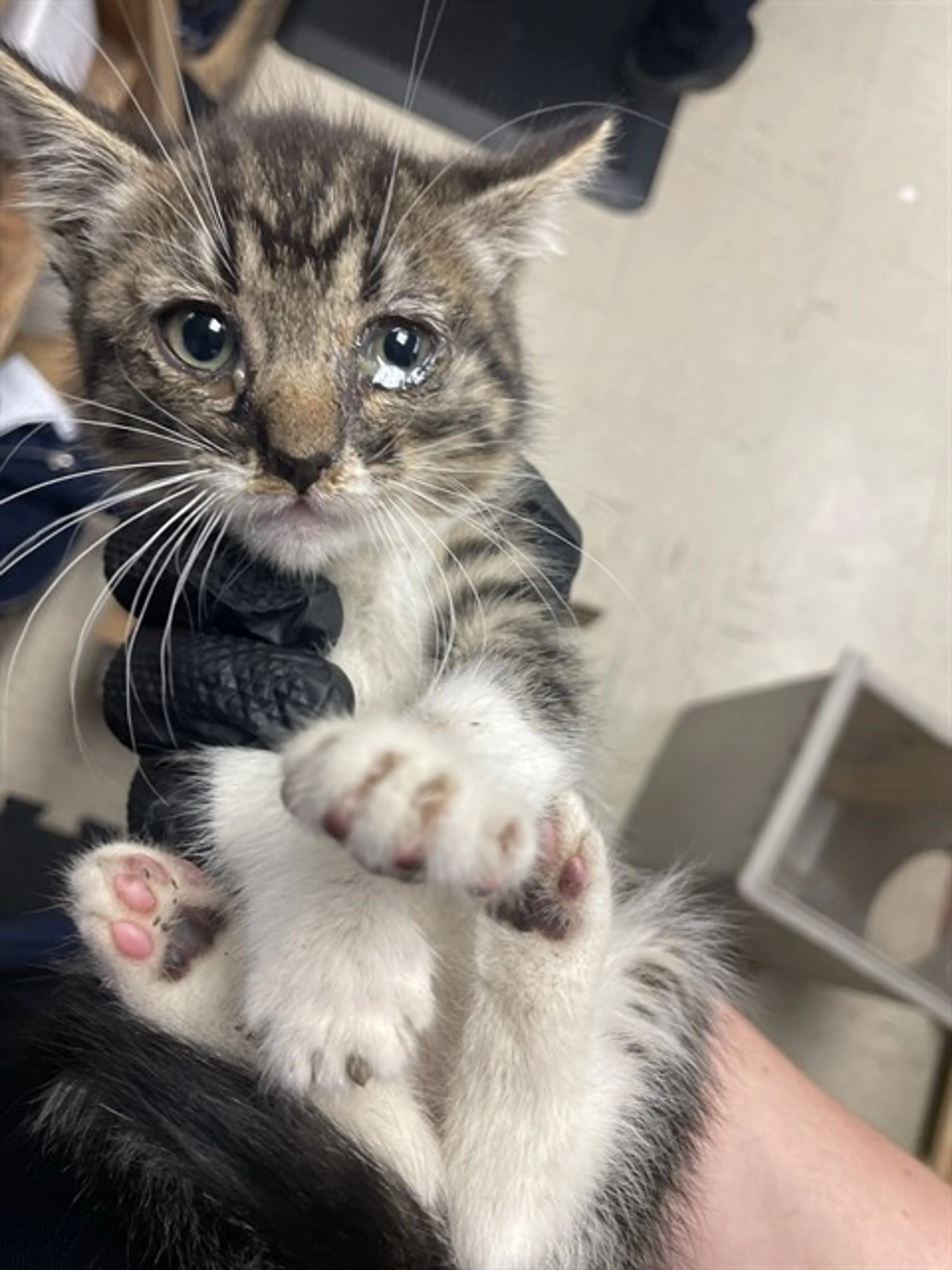 Found pet