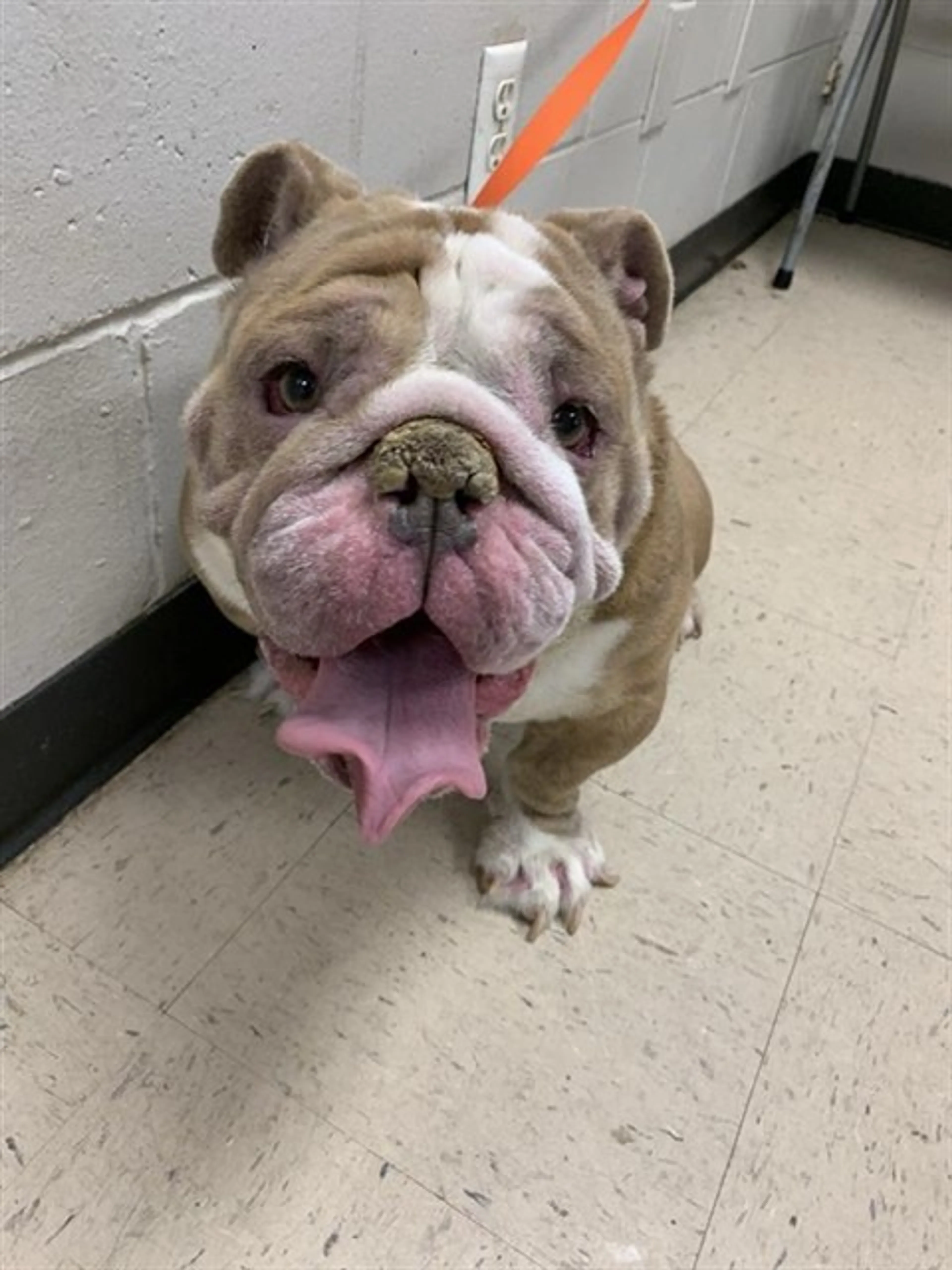 Found pet