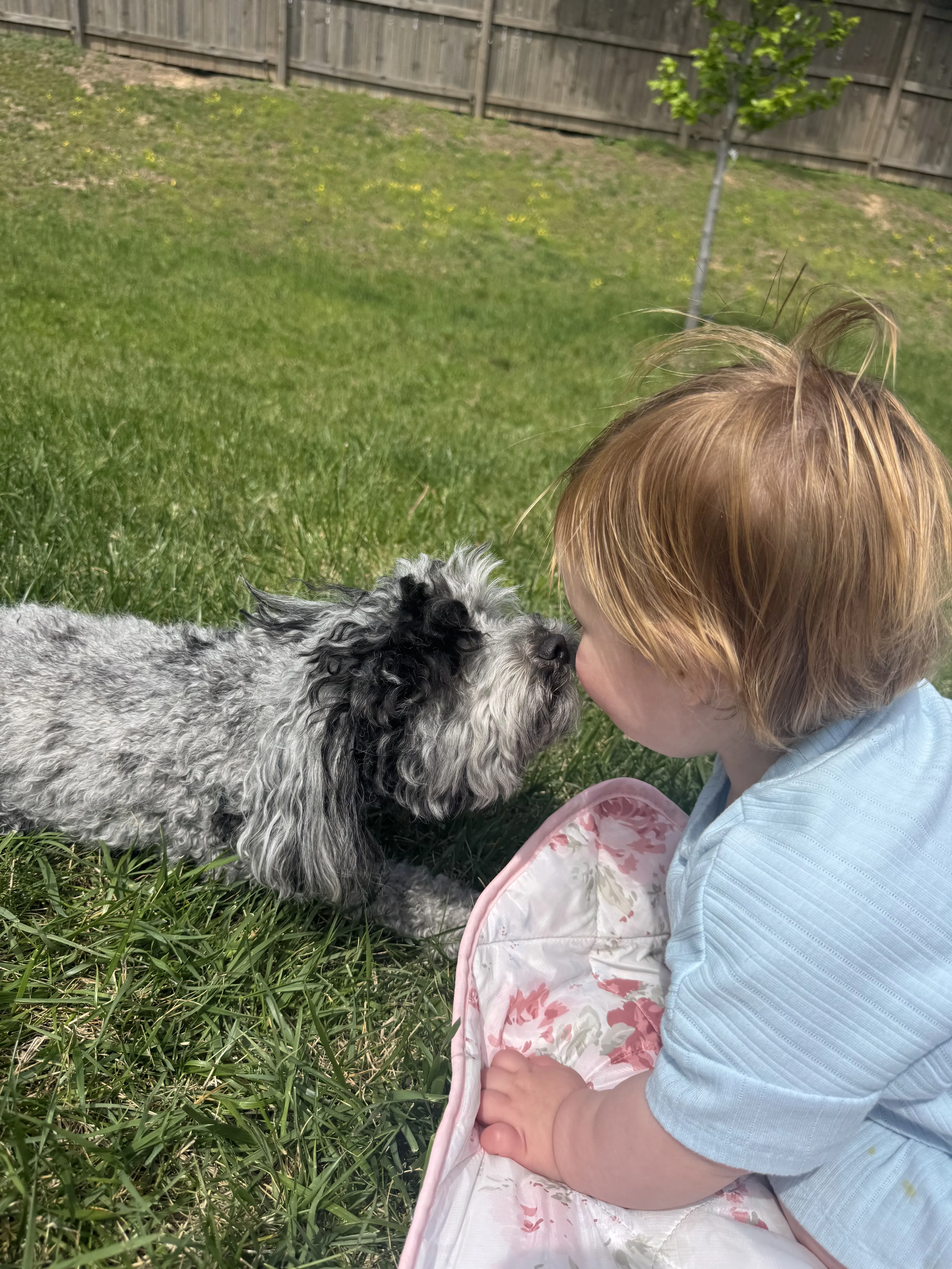 Lost pet