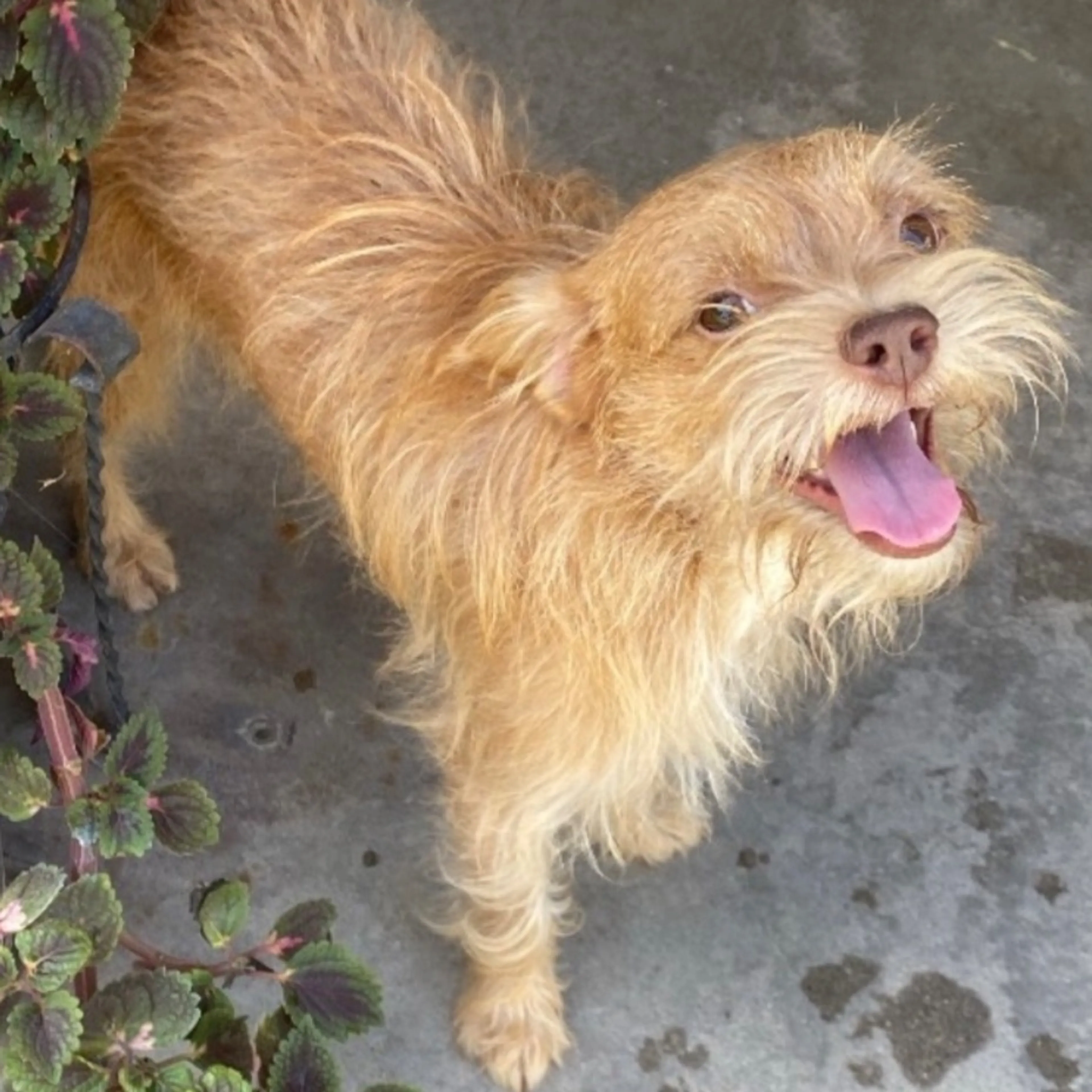 Lost pet