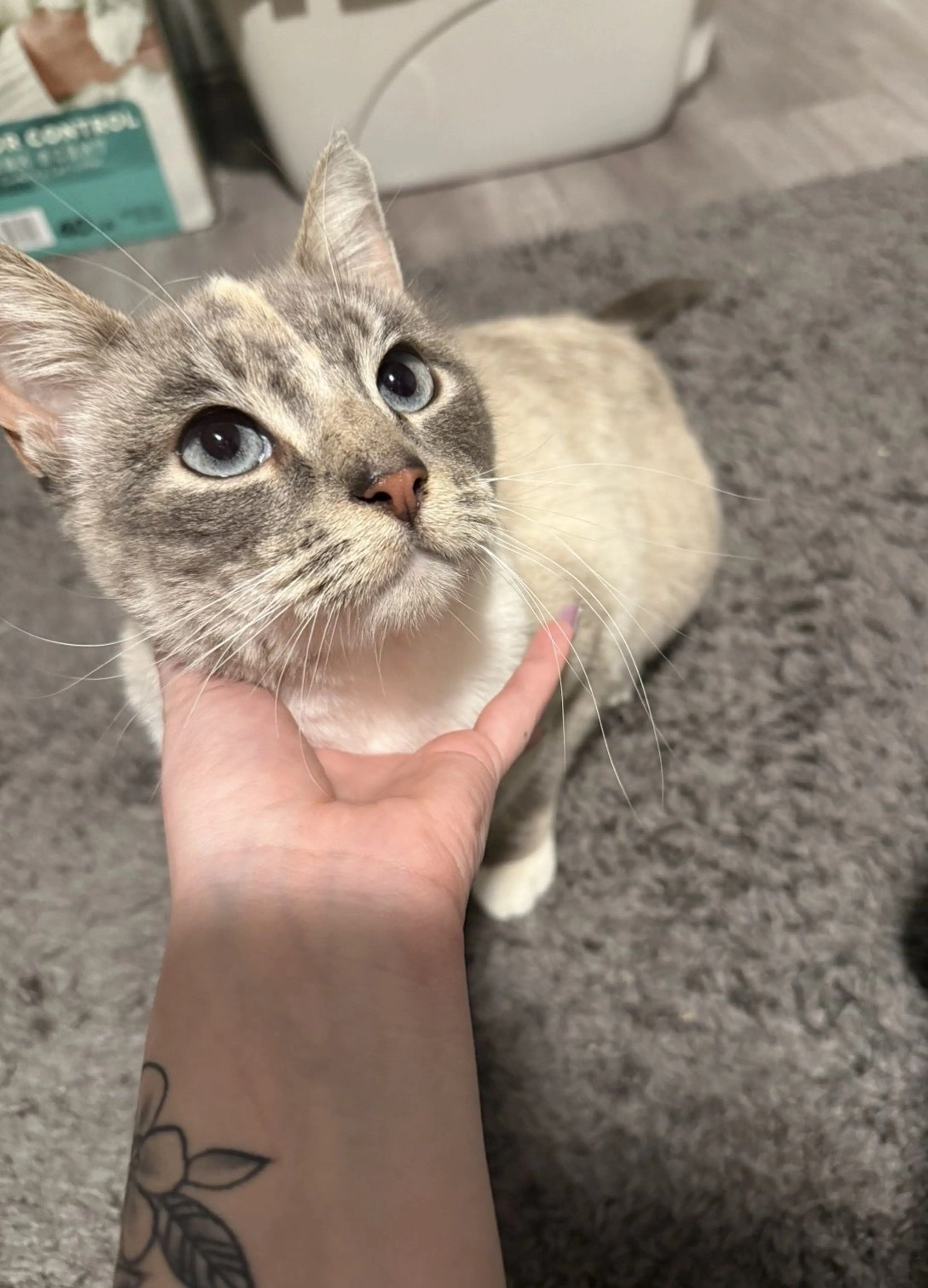Lost pet-2