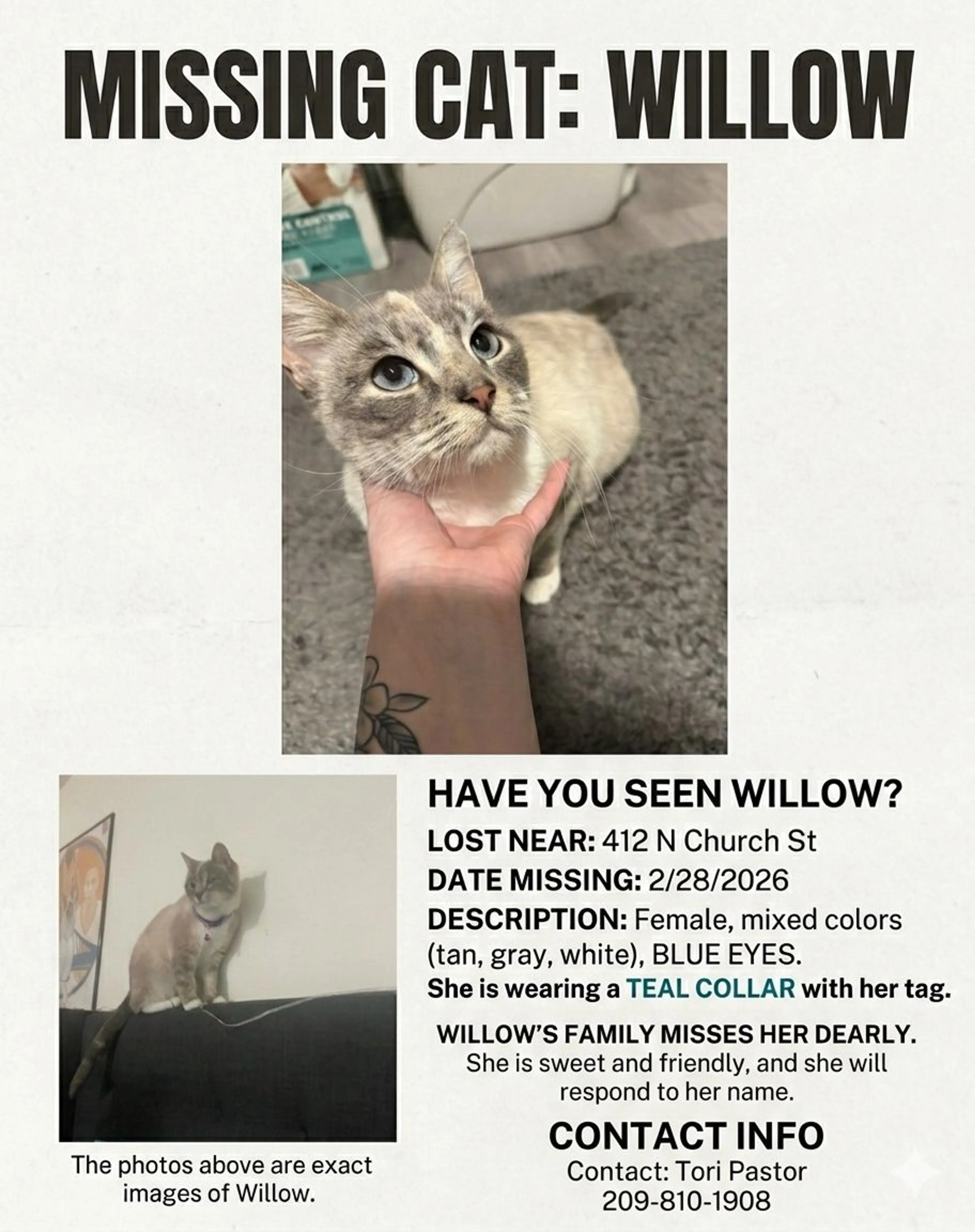 Lost pet-3