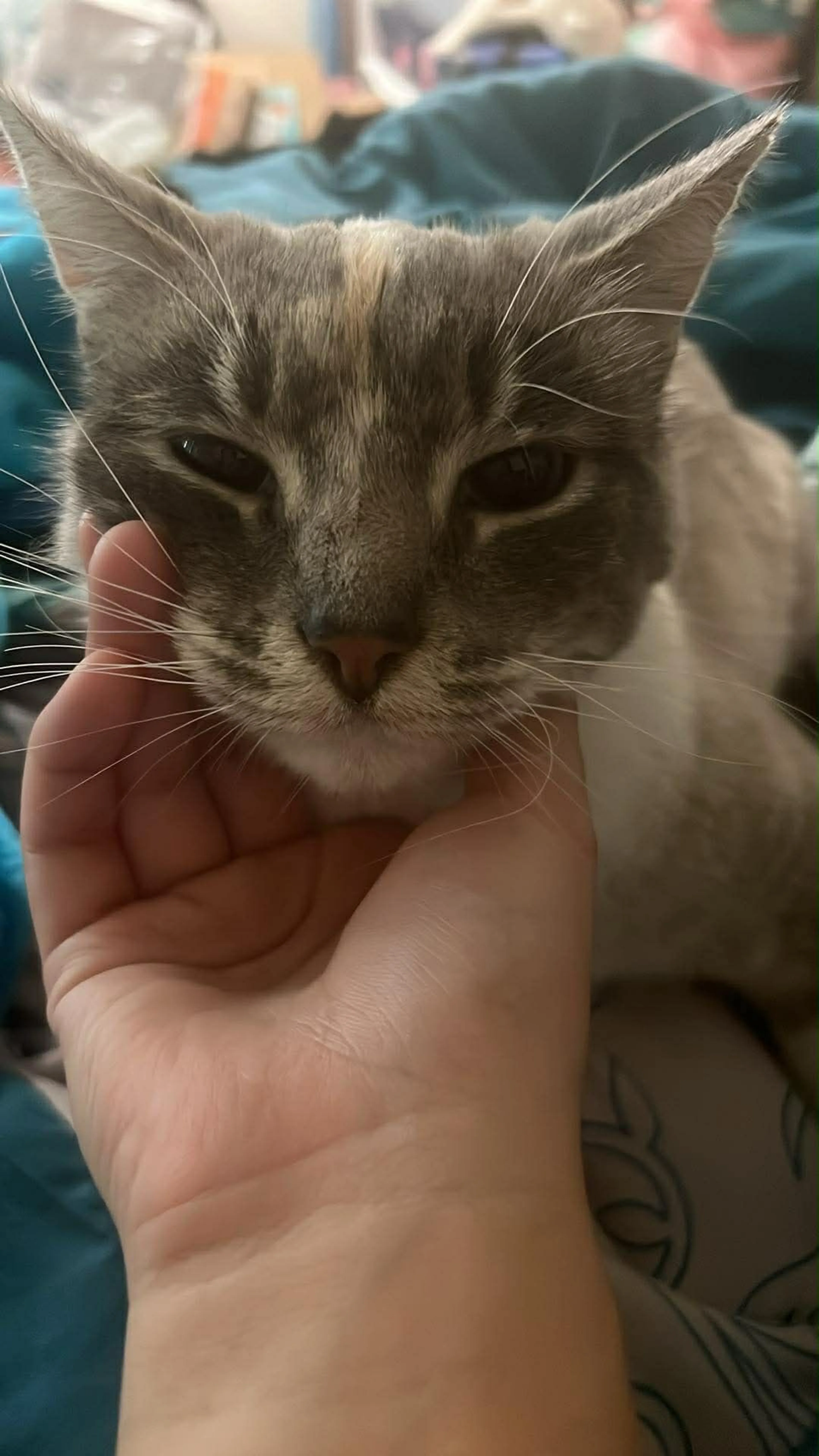 Lost pet-1