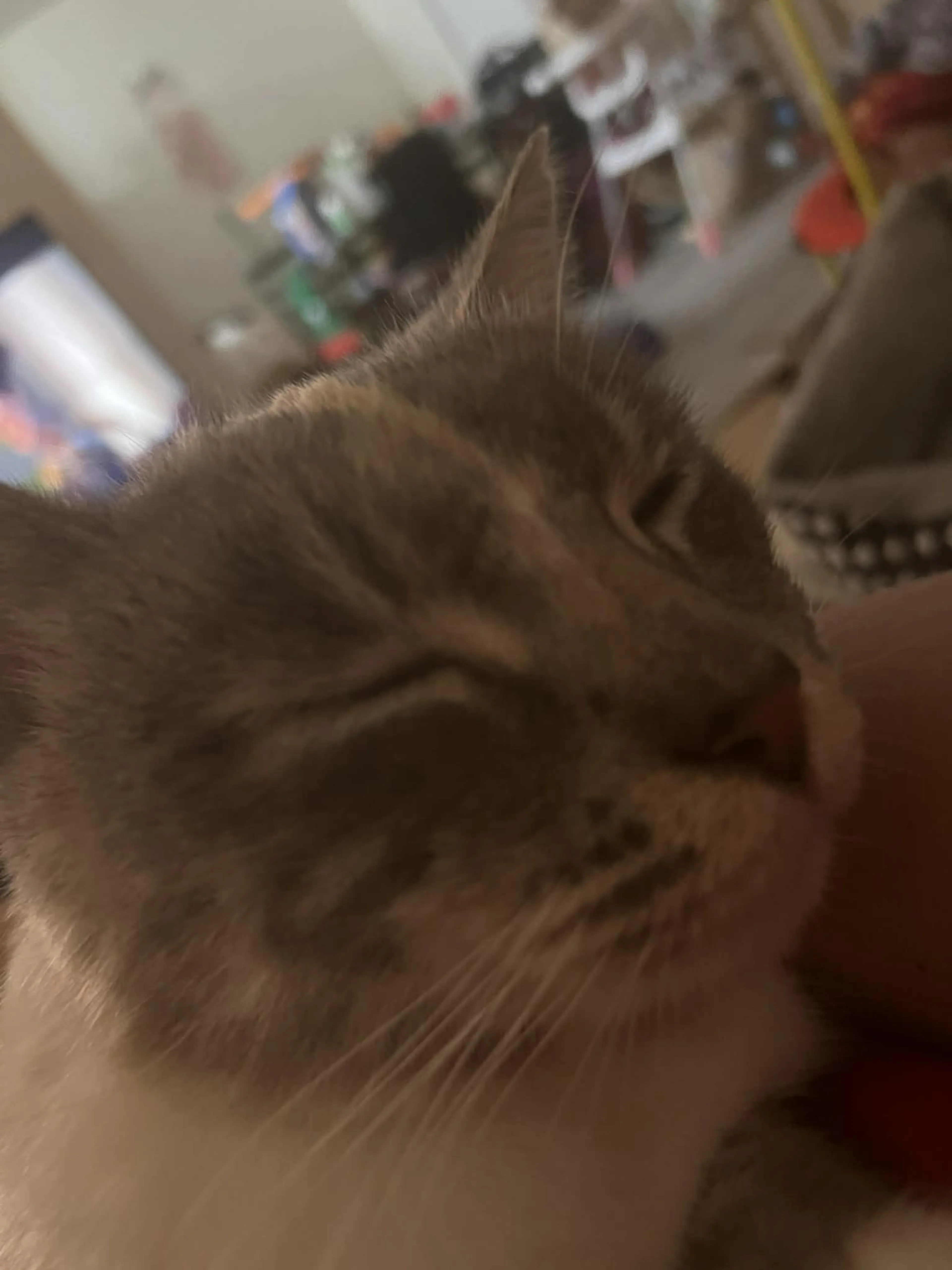 Lost pet-0