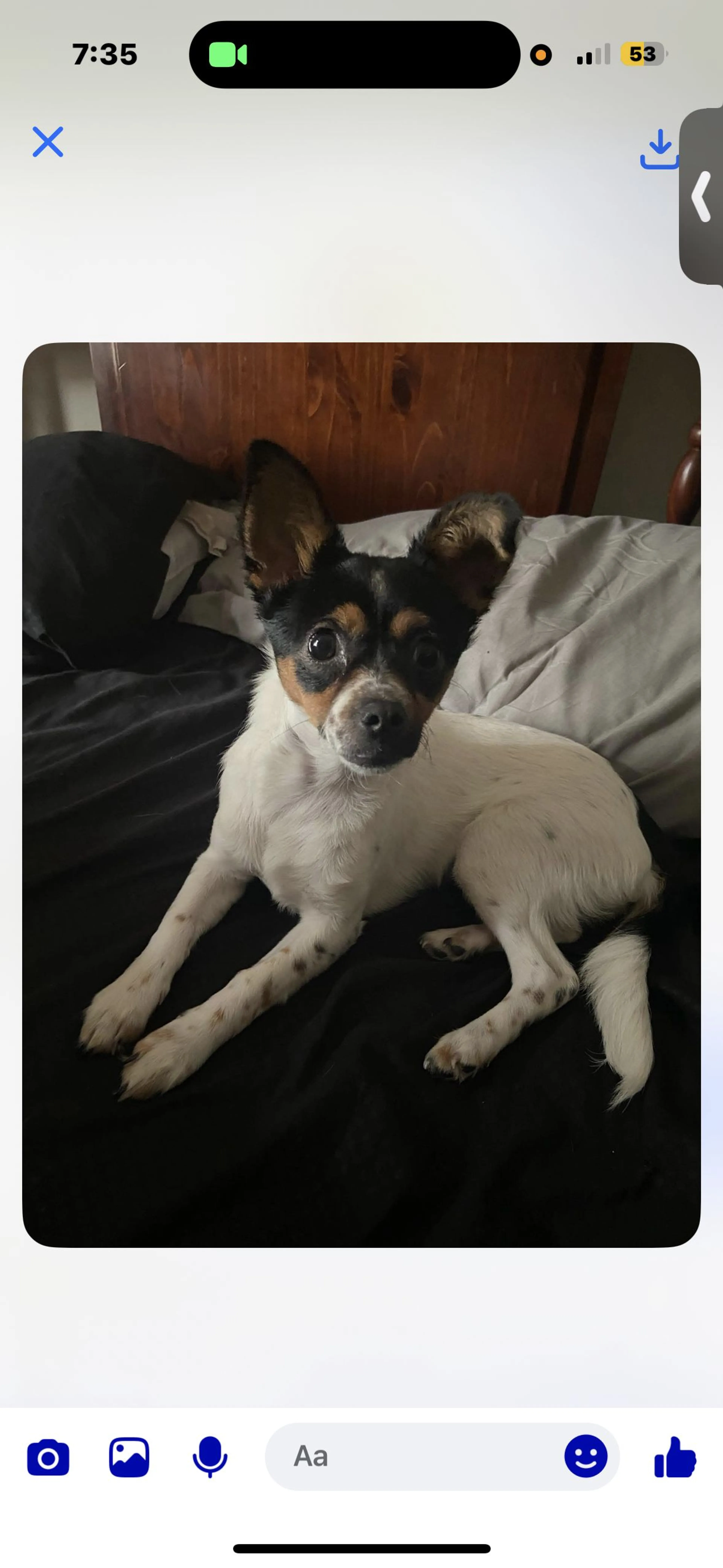 Lost pet-0