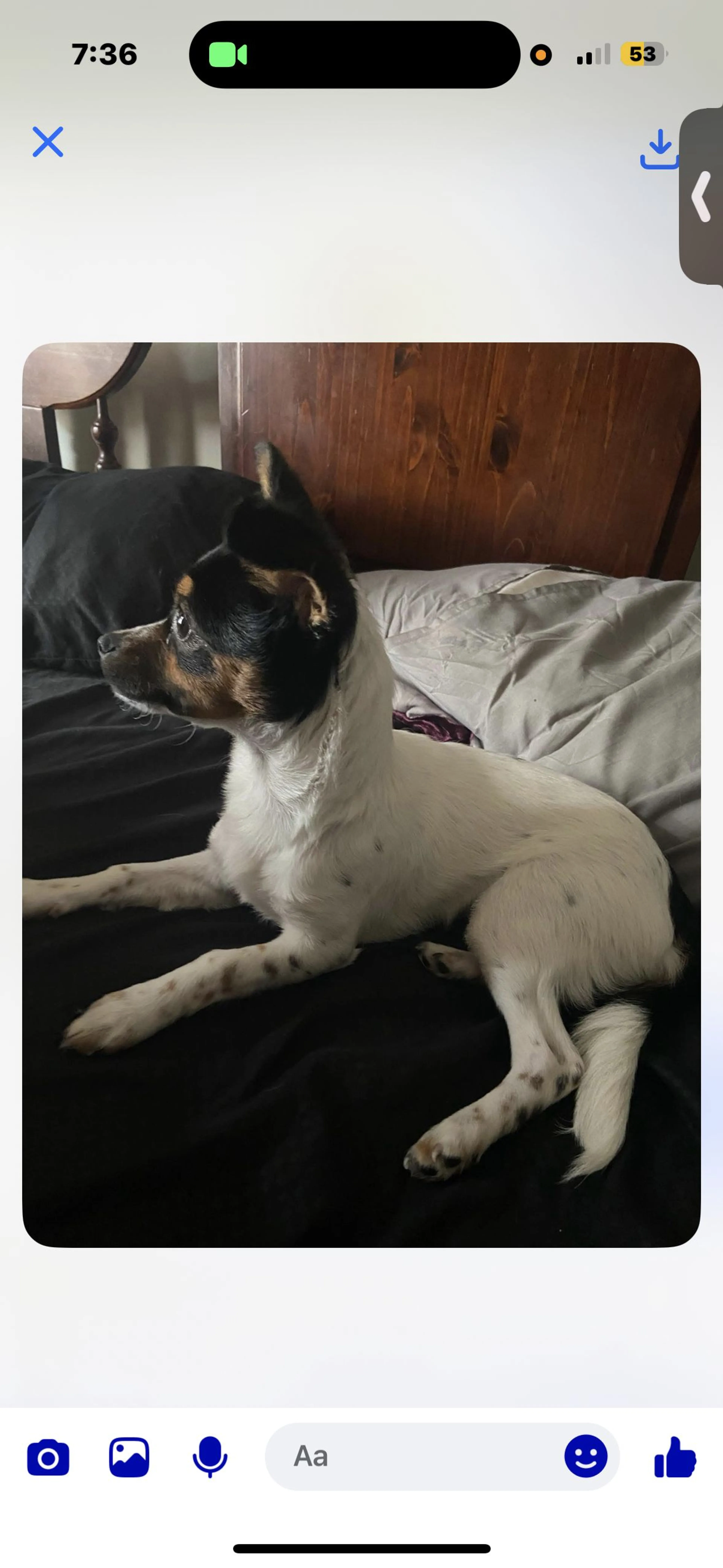 Lost pet-1
