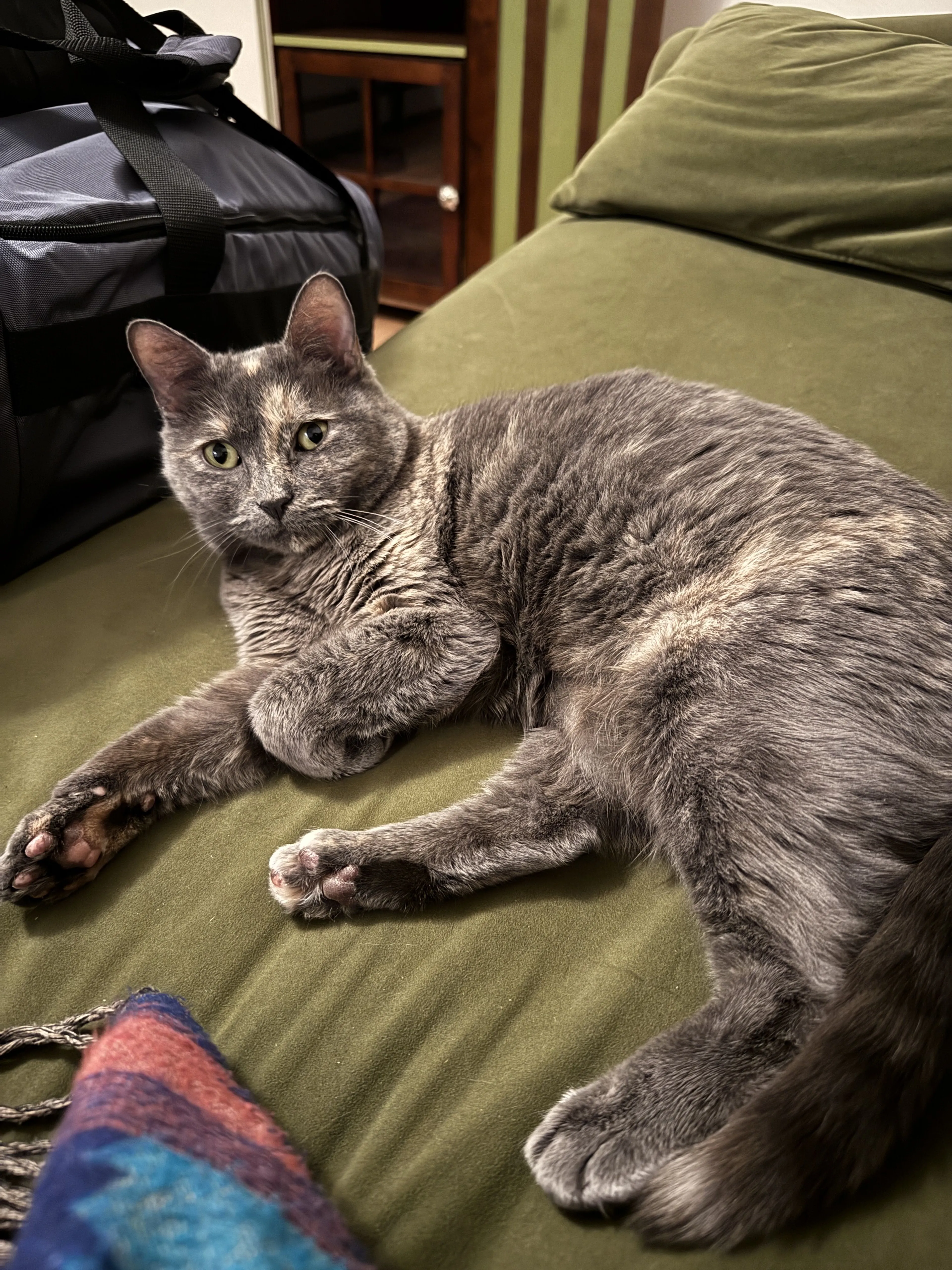 Lost pet-0