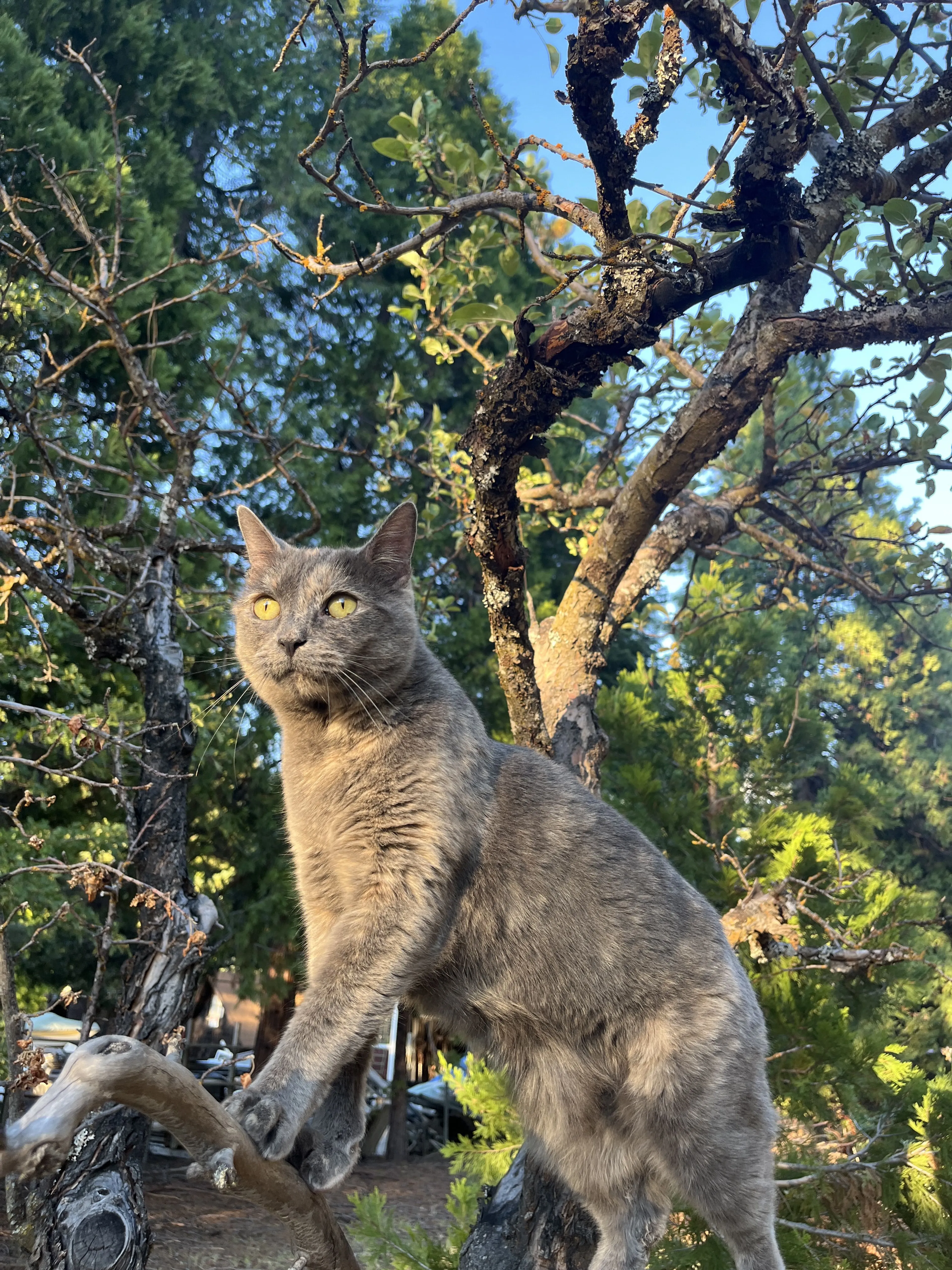 Lost pet-2