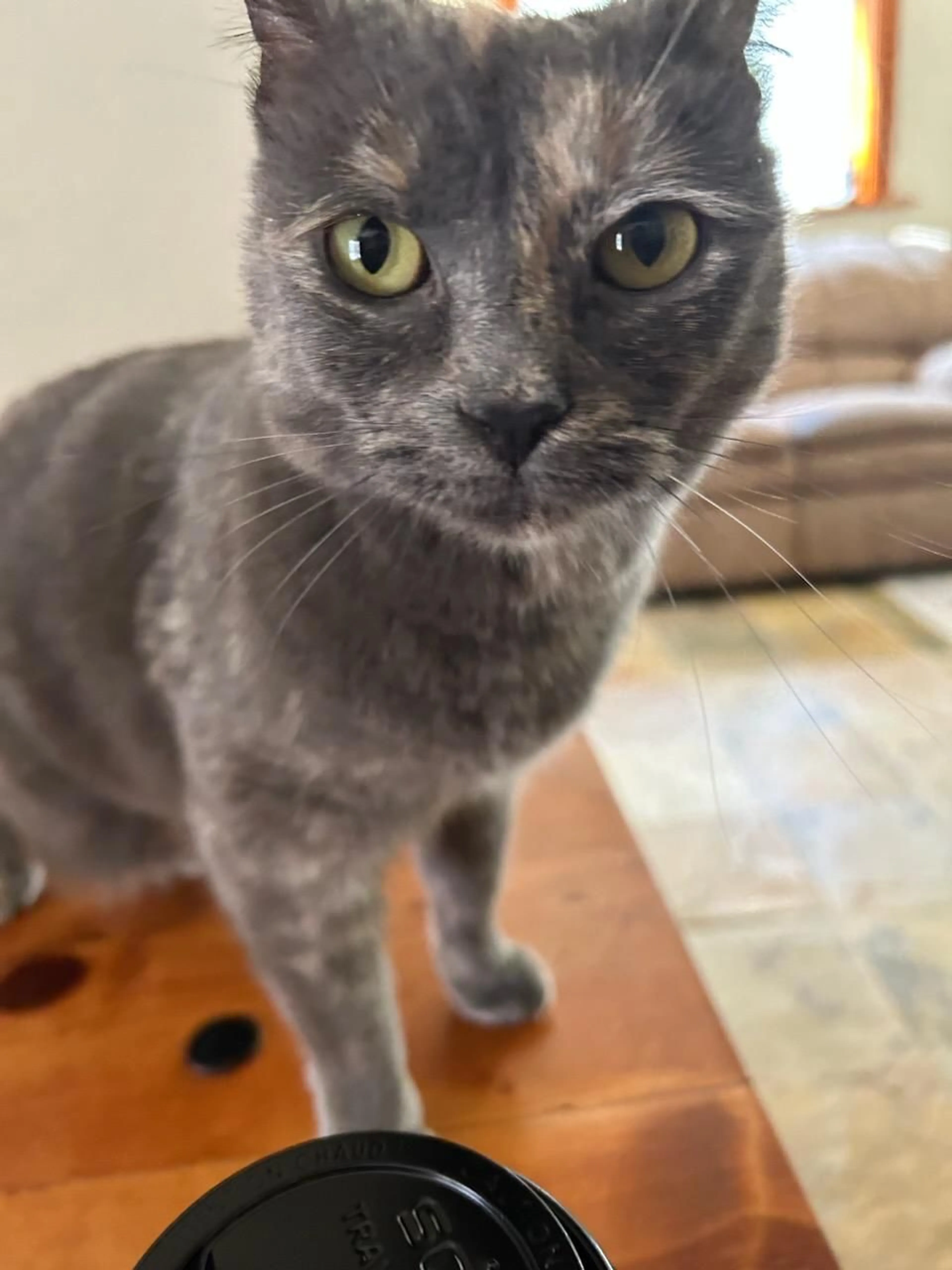 Lost pet-4