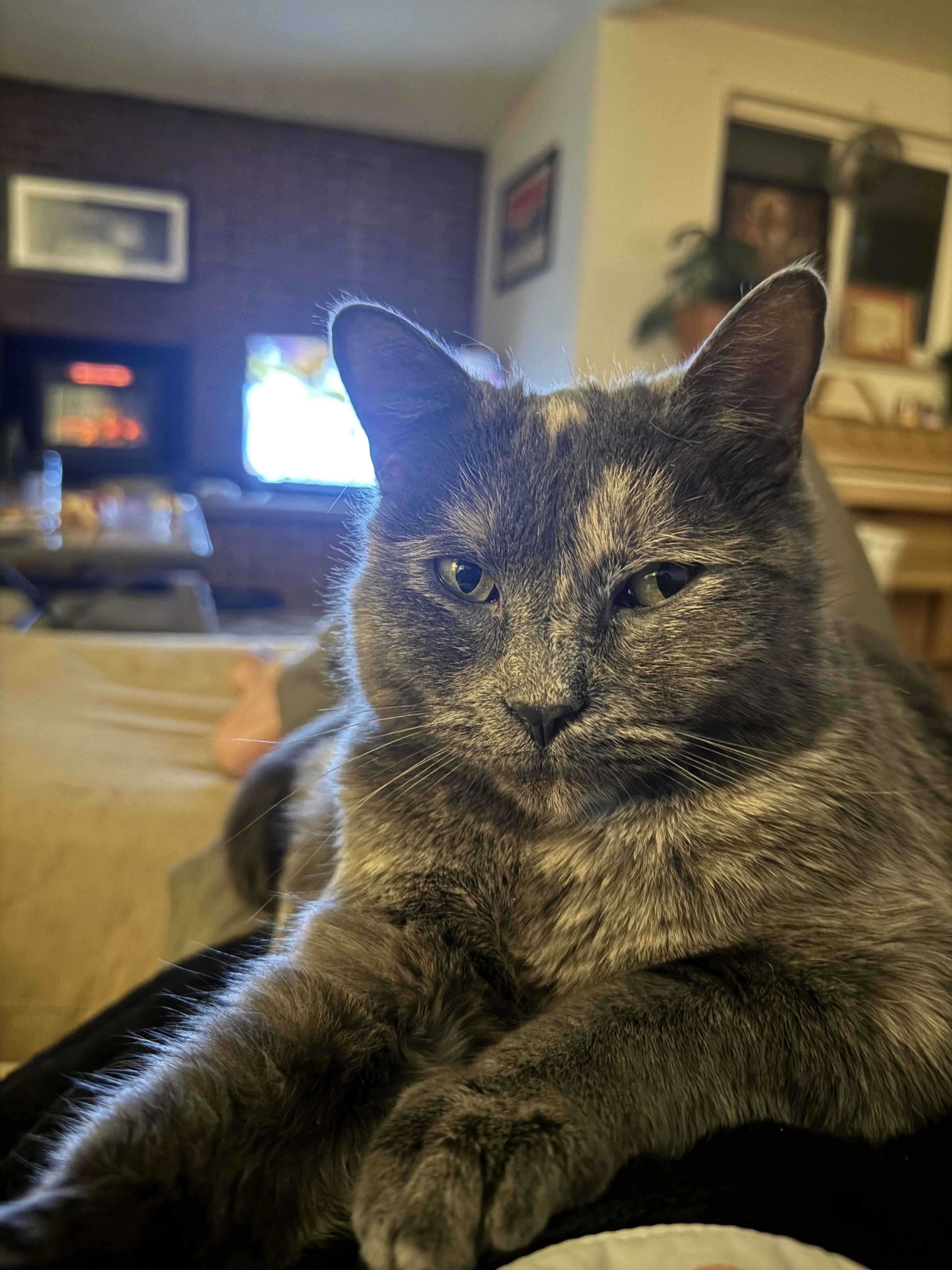 Lost pet-1