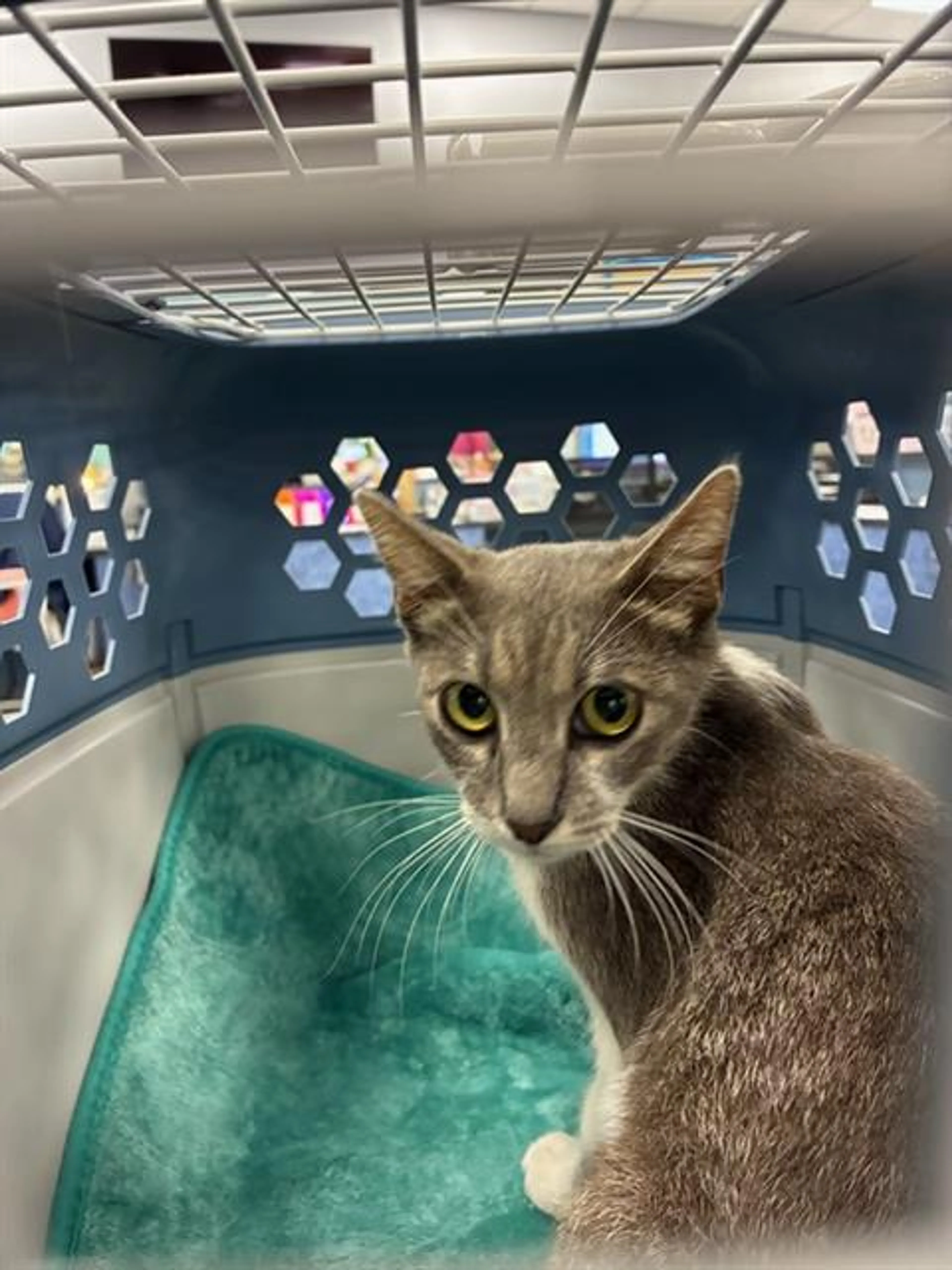 Found pet