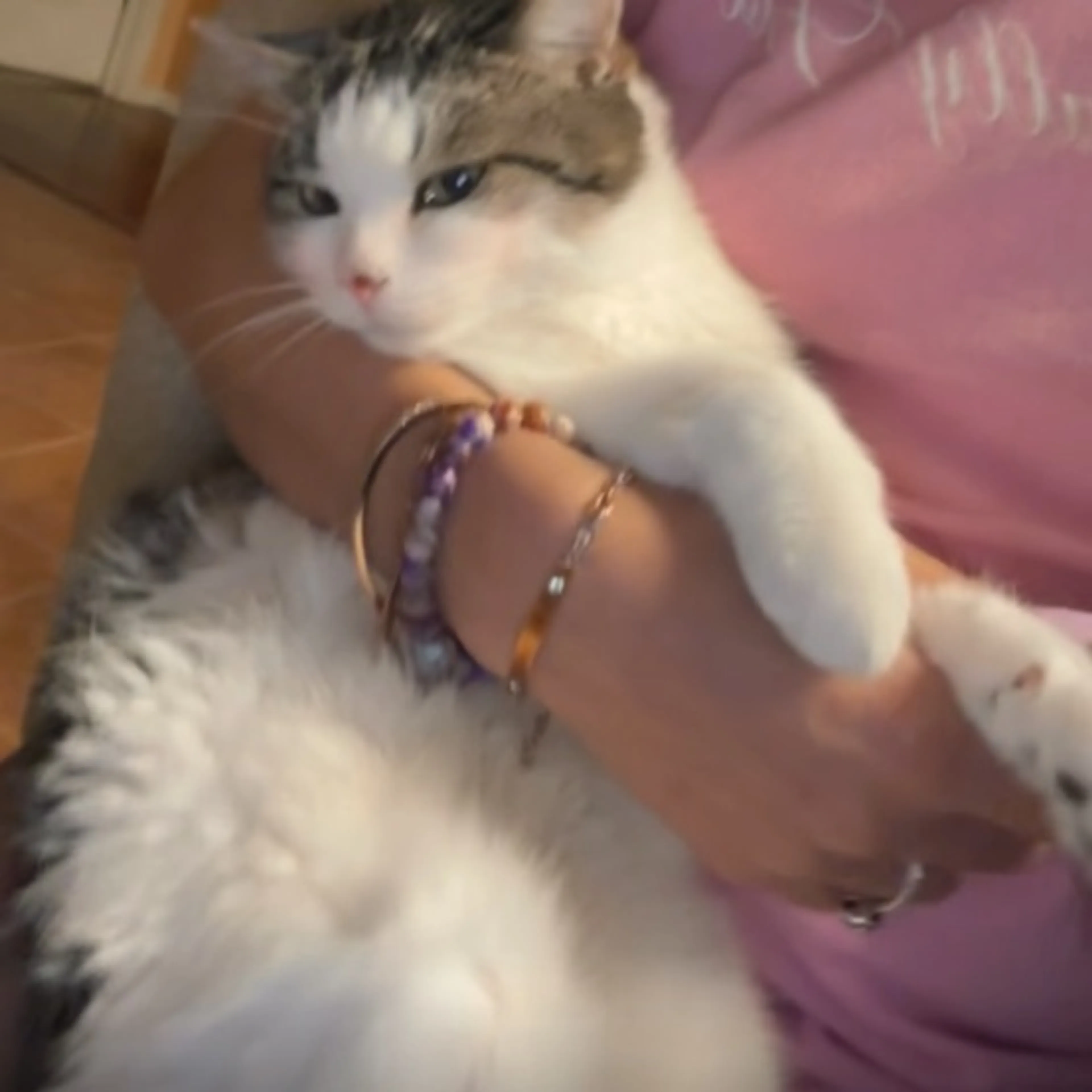 Lost pet