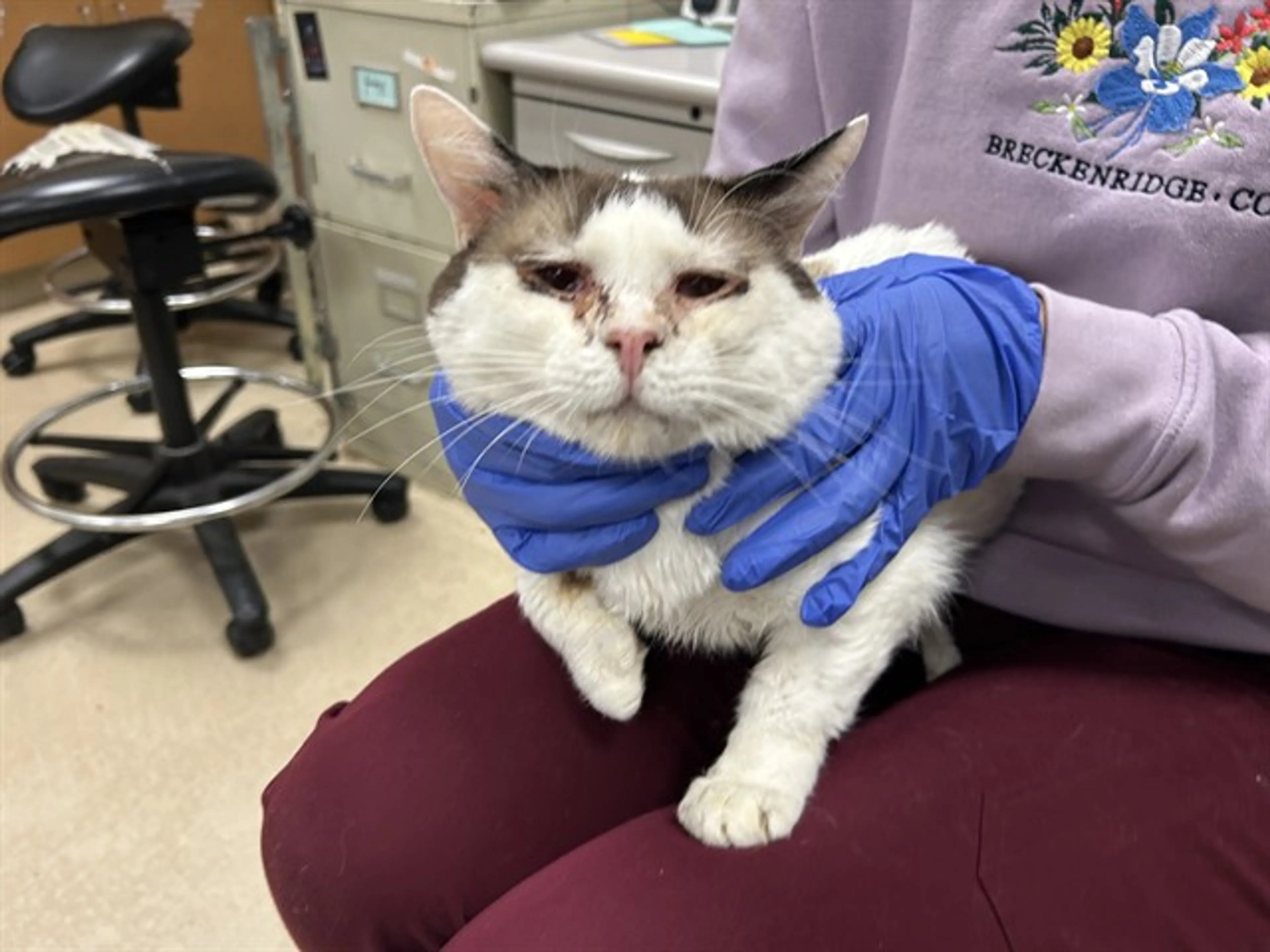 Found pet