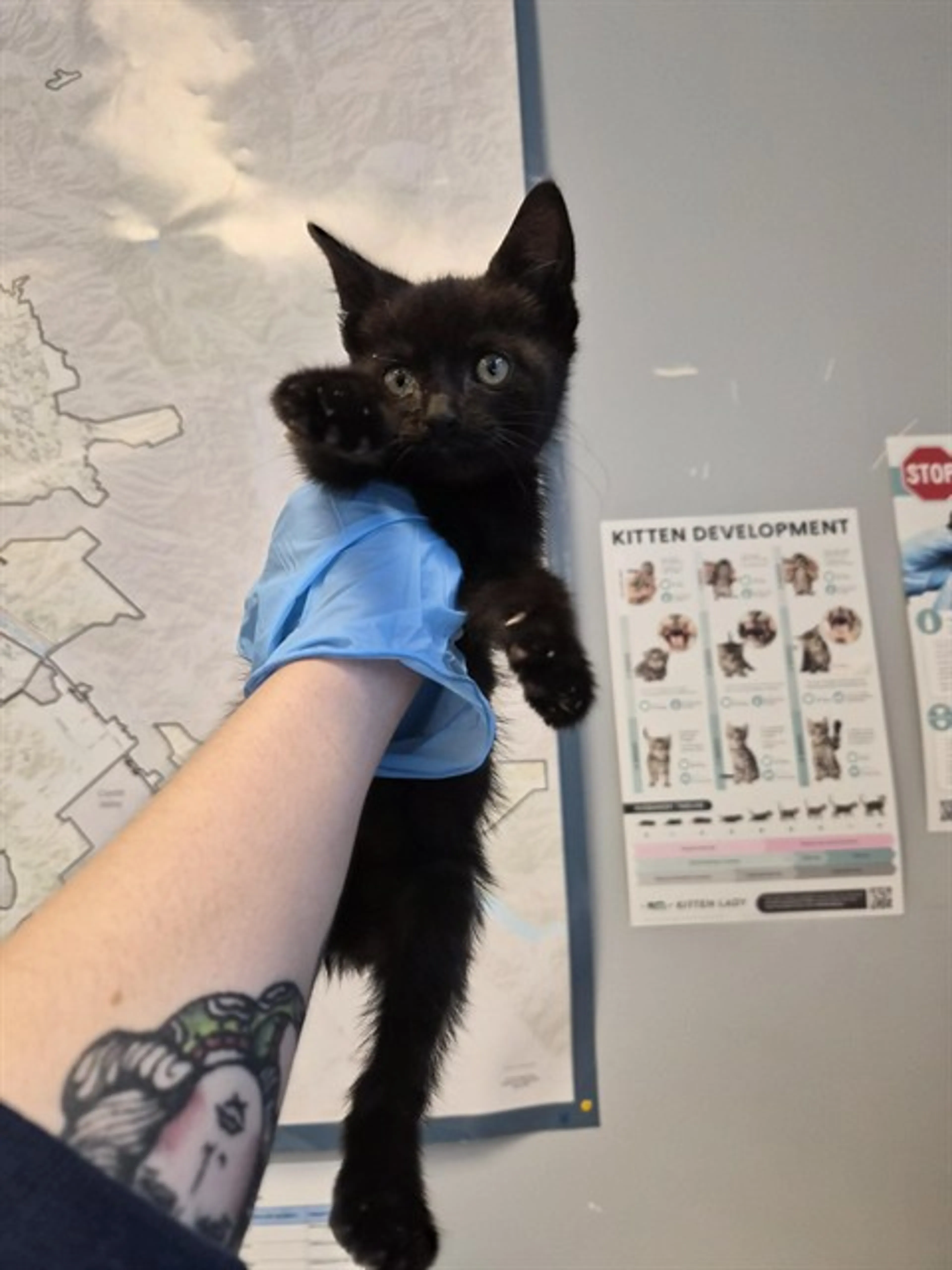 Found pet