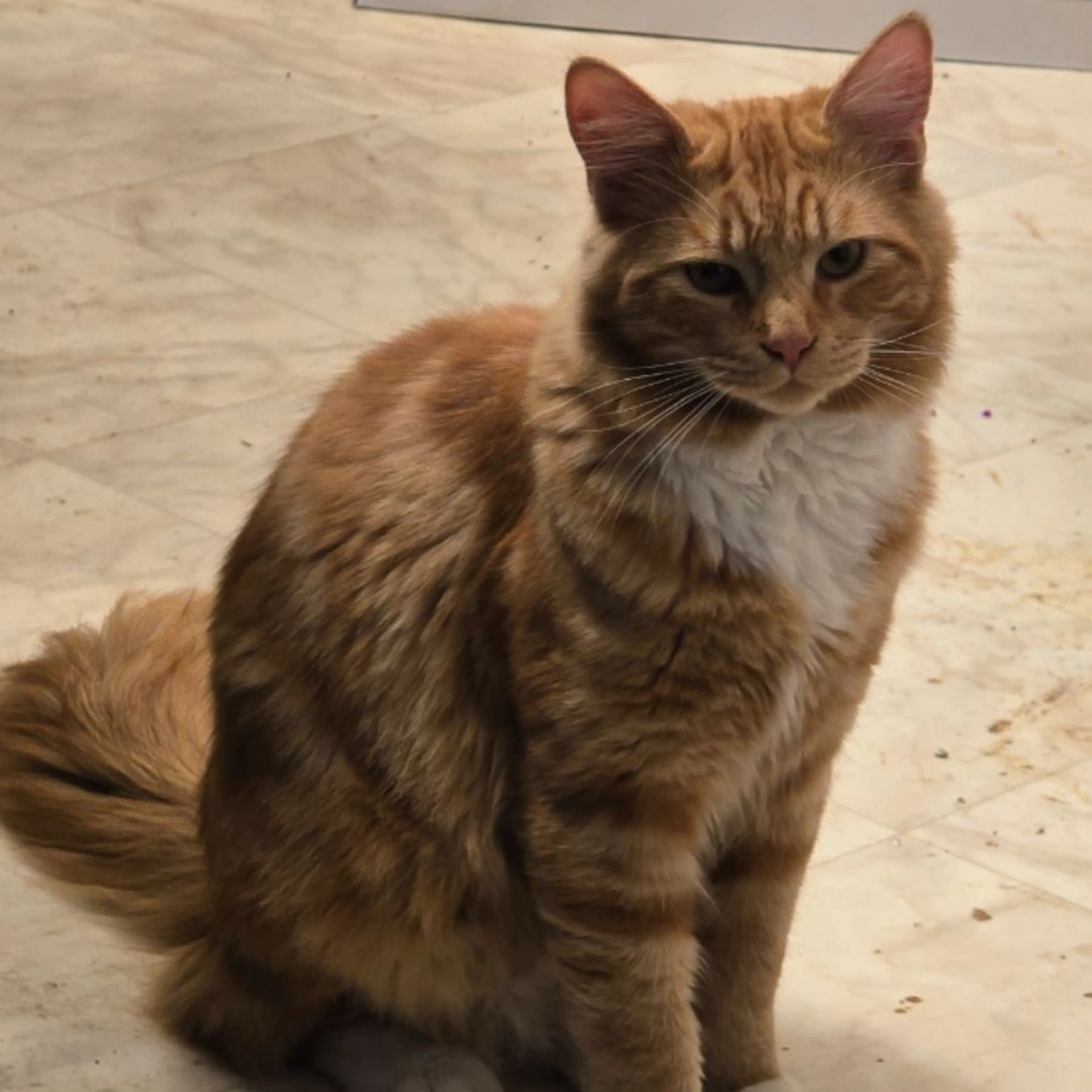 Lost pet