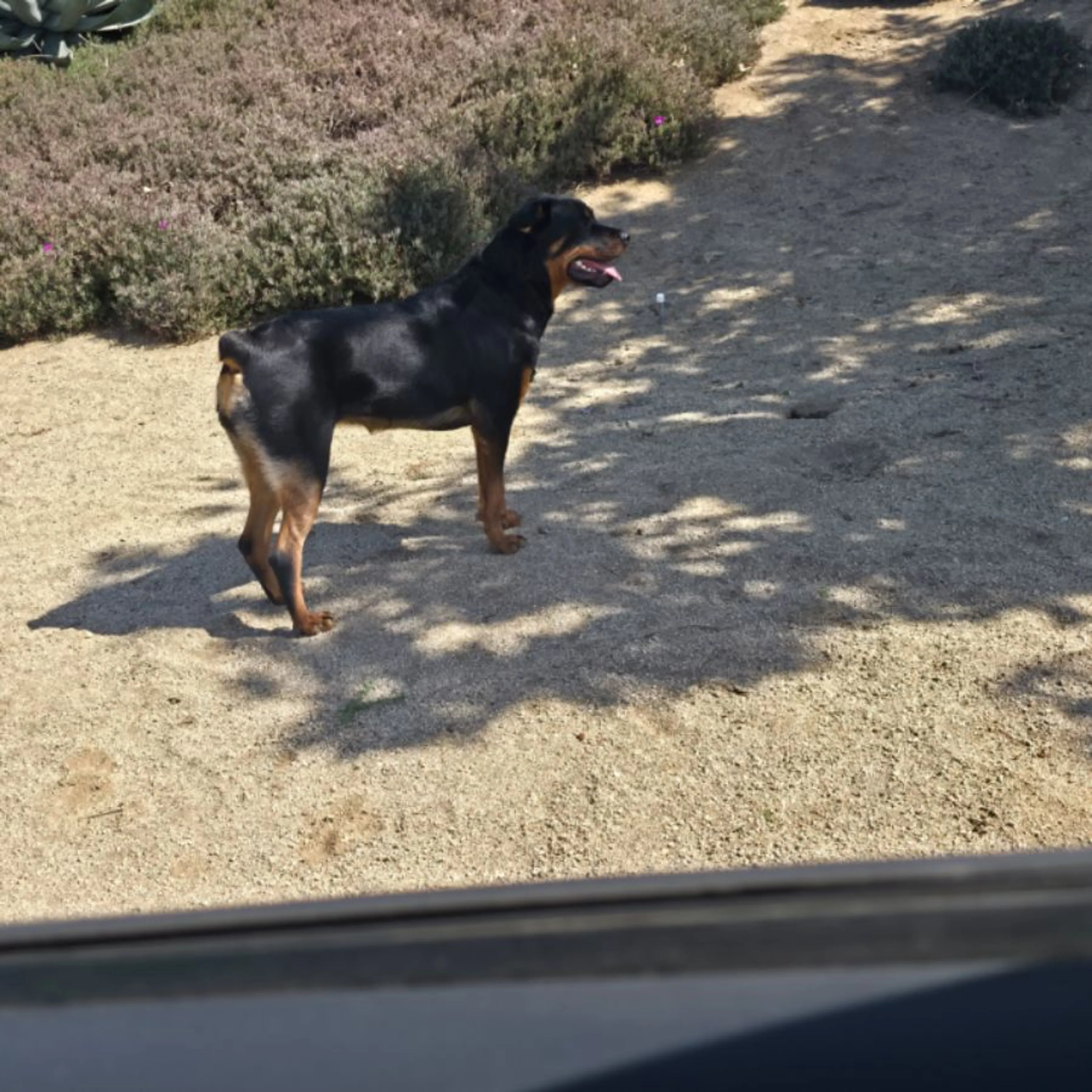 Found pet